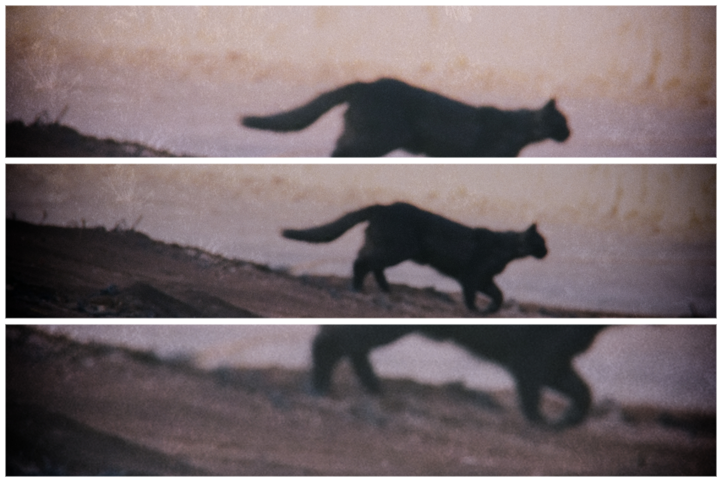 Rotting a cat 4