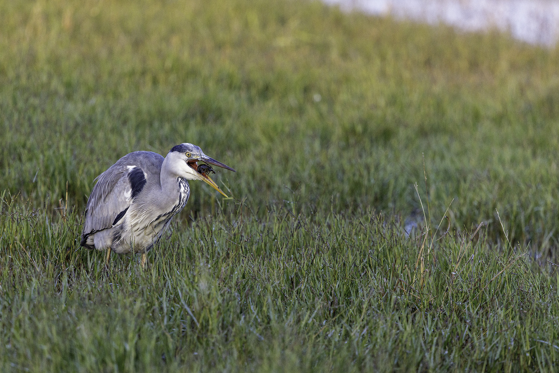 The appetizer of the ashen