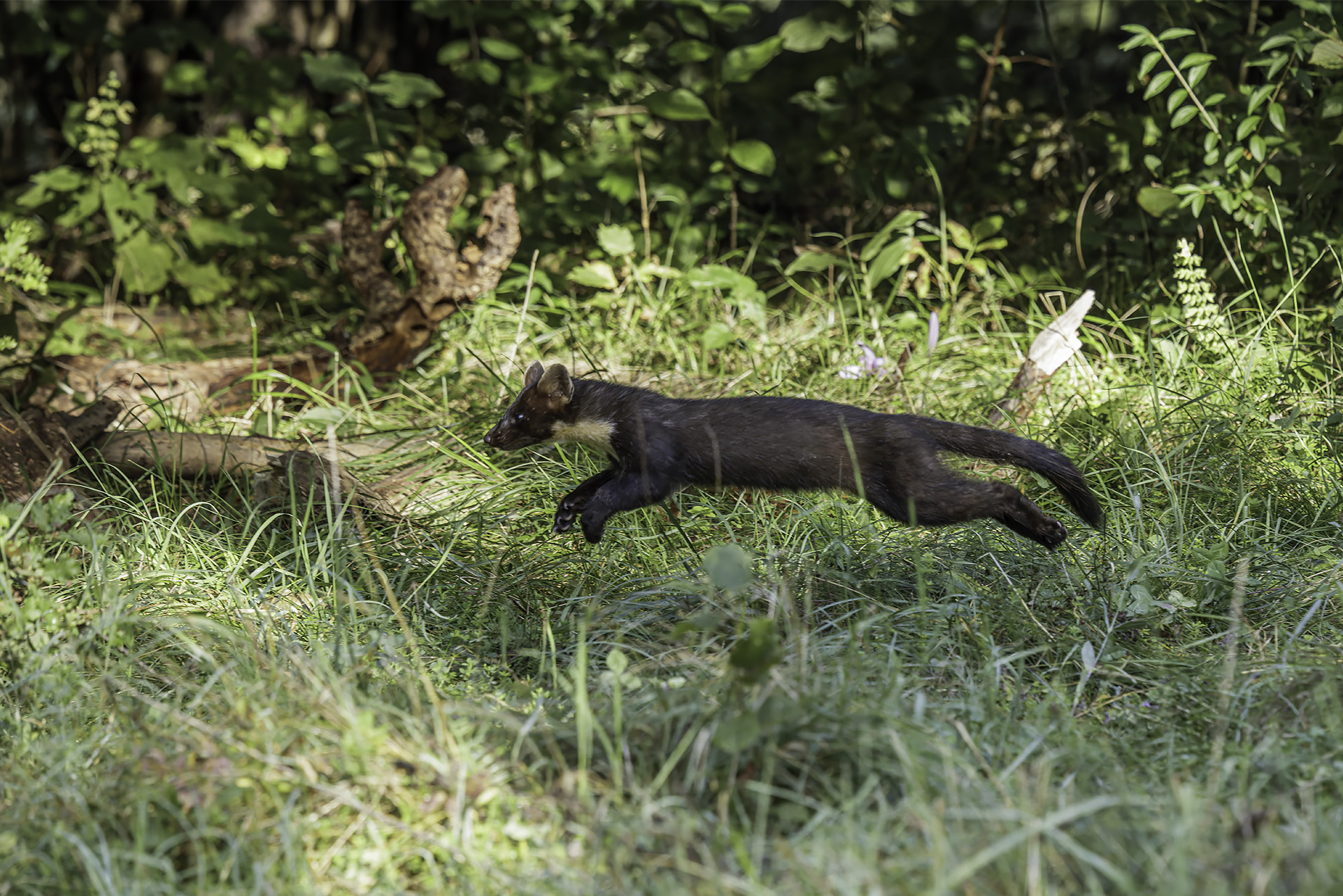 Pine Marten (I'm in a hurry)