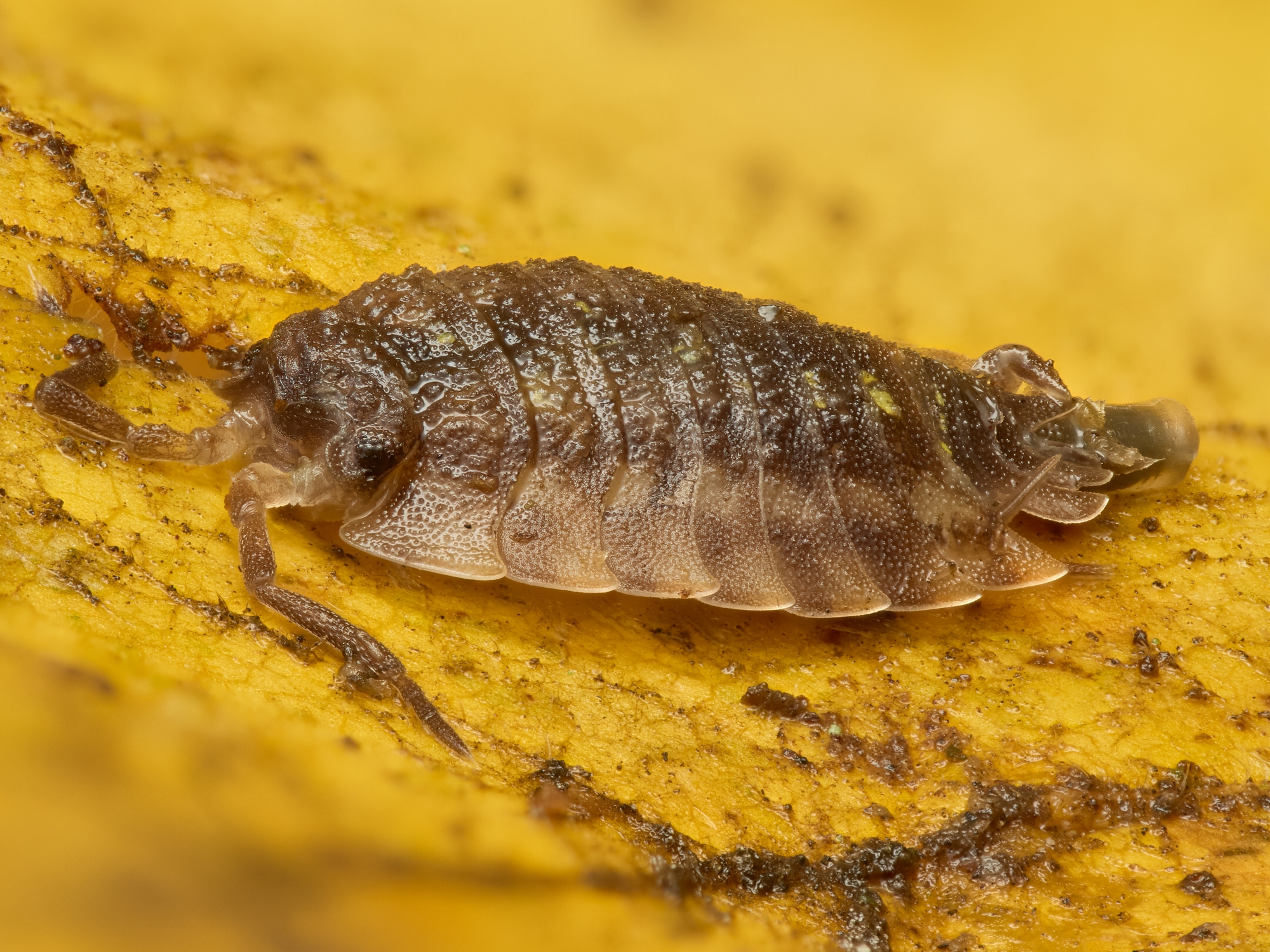Oniscus asellus