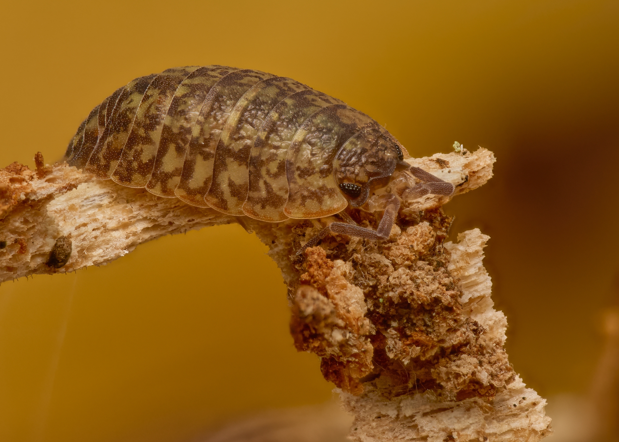 Oniscus asellus