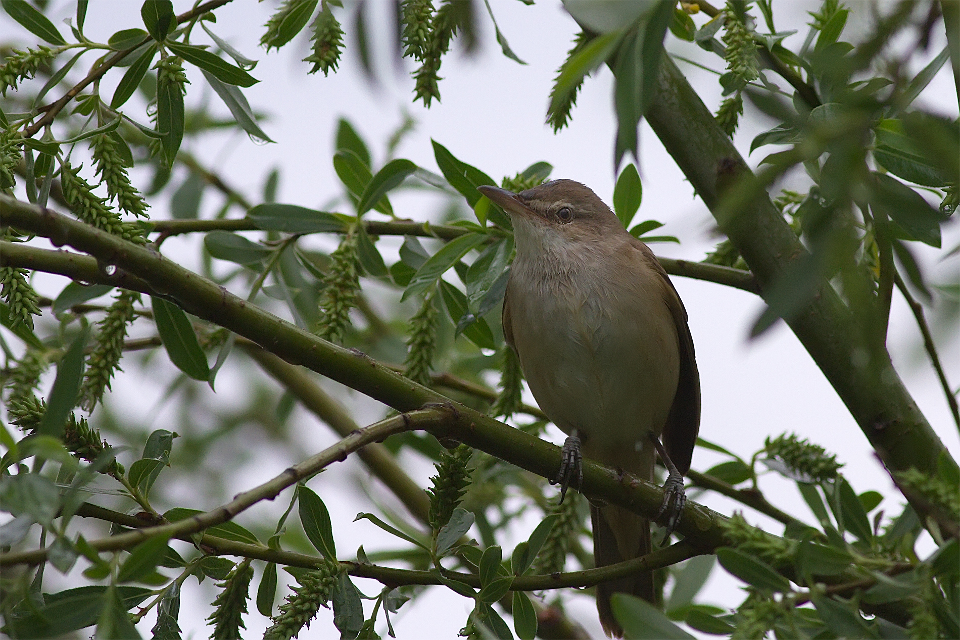 Marsh Warbler