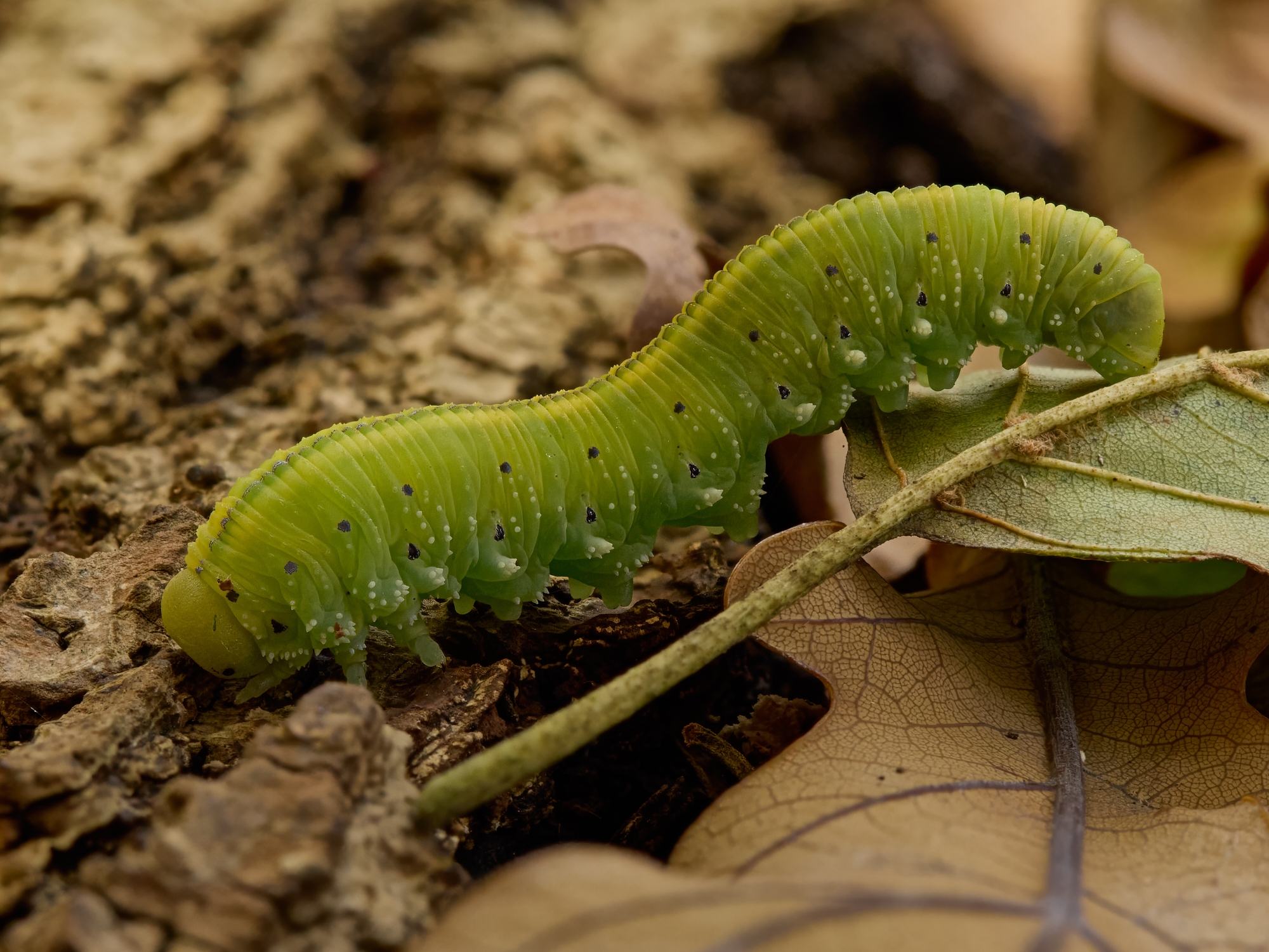 Cimbex connatus
