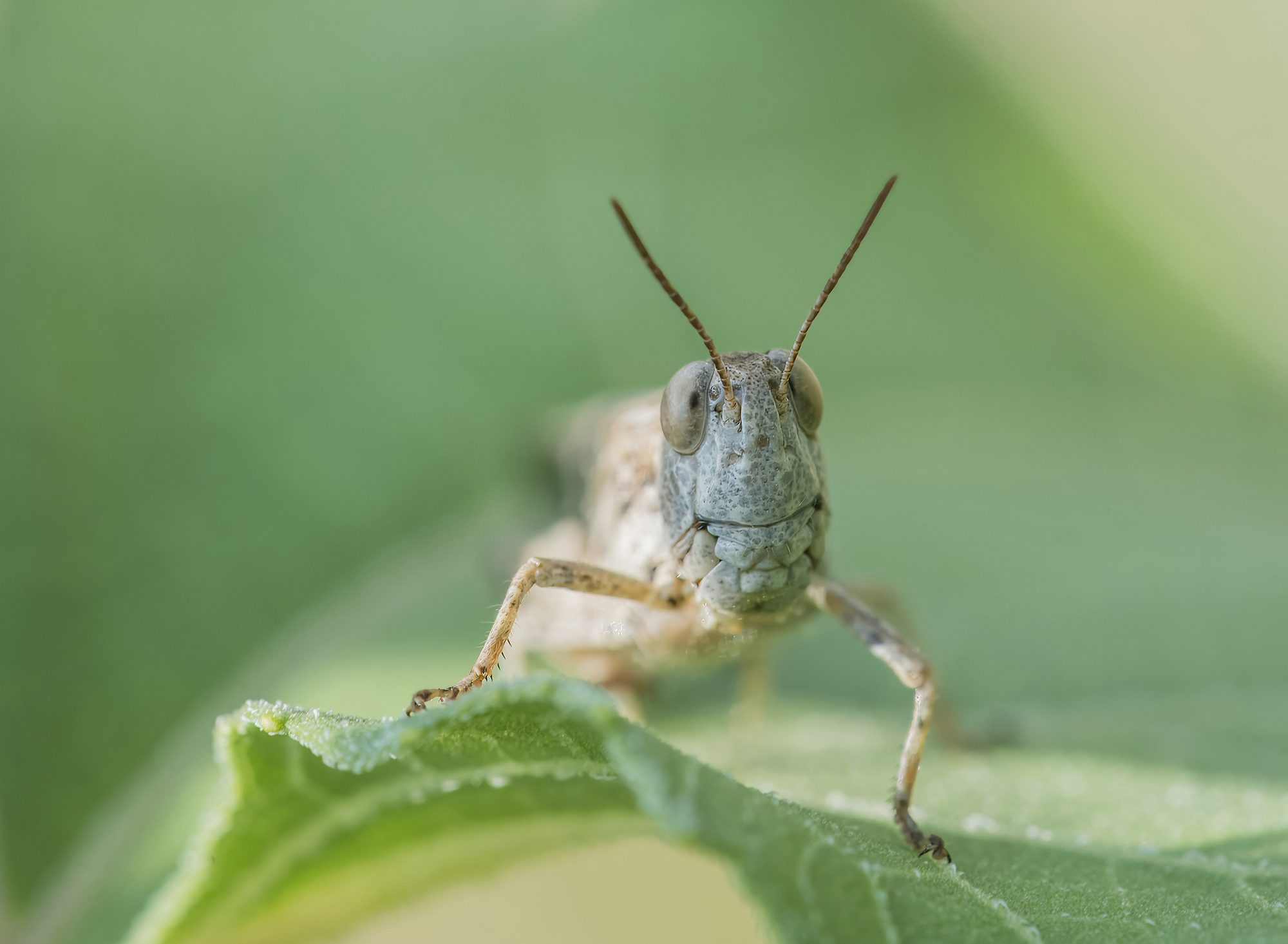 Oedipoda coerulescens