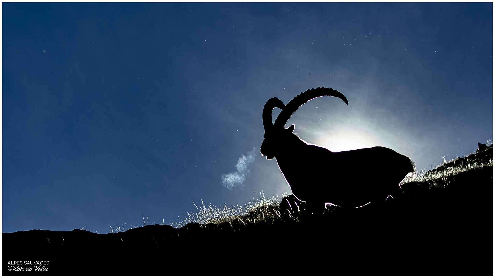 Ibex in the sun