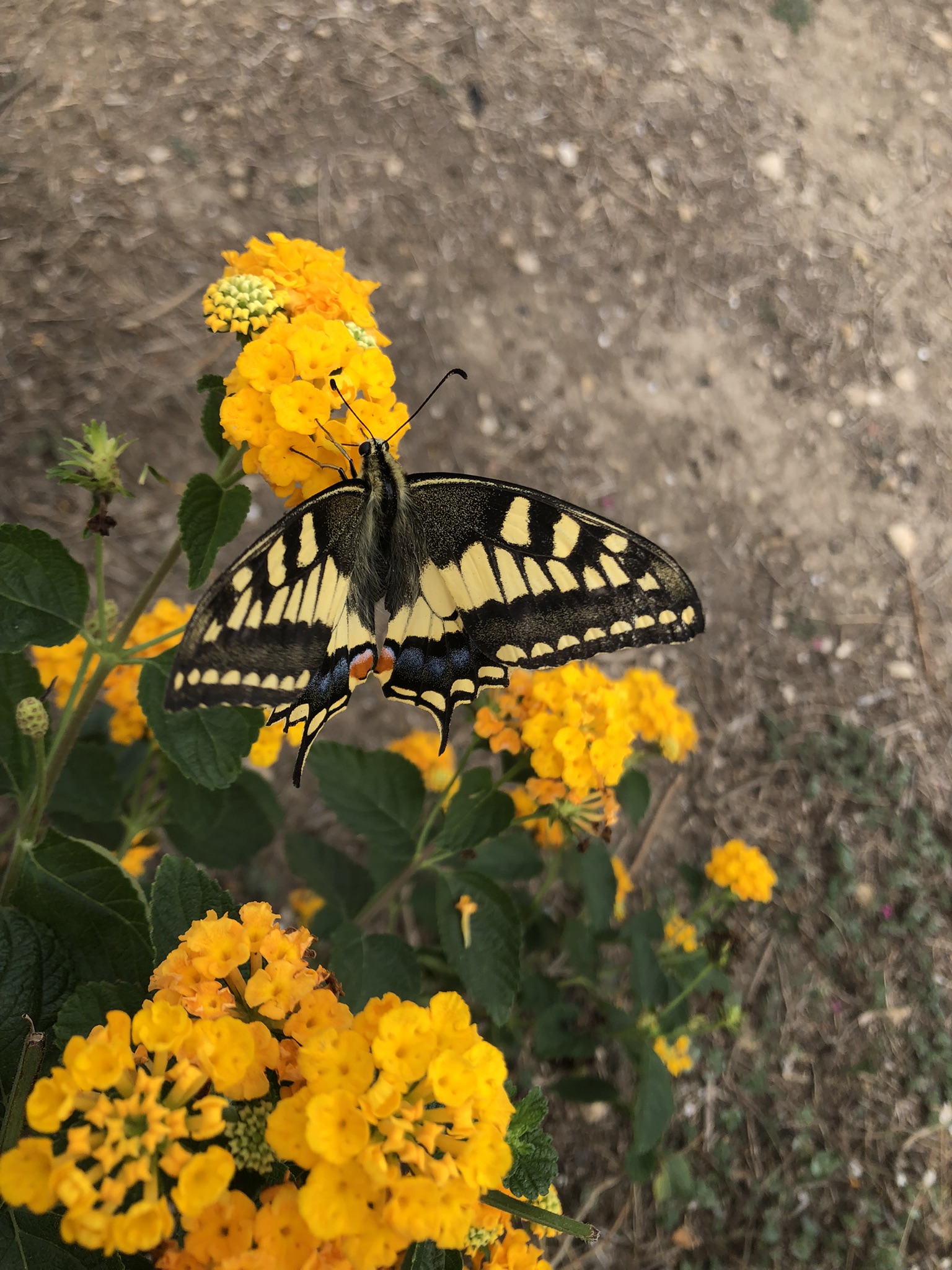 Papilio machaon