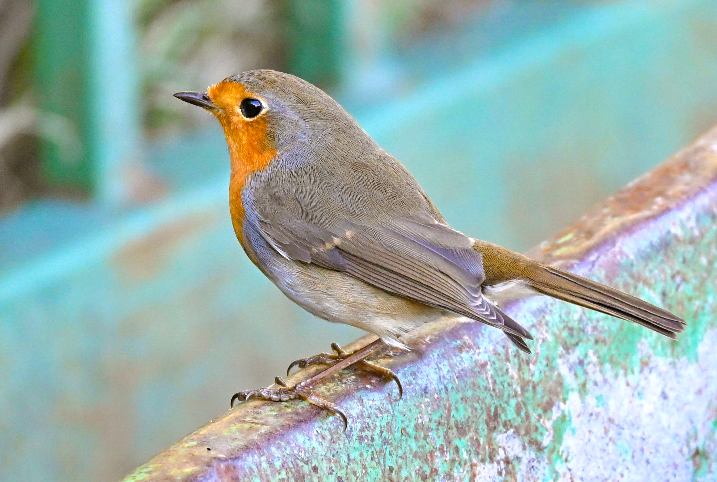 Pettirosso a Capodimonte