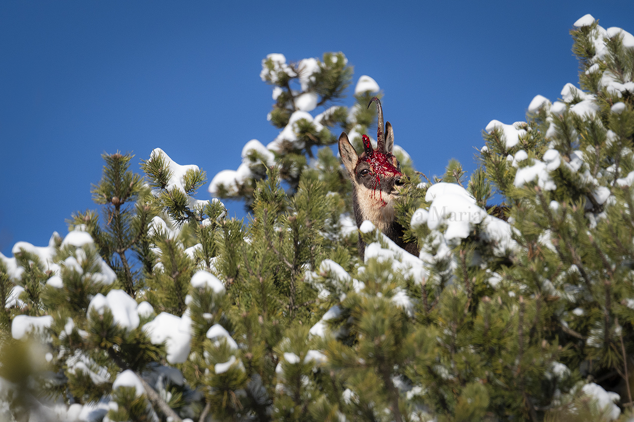 Camoscio (Rupicapra rupicapra)