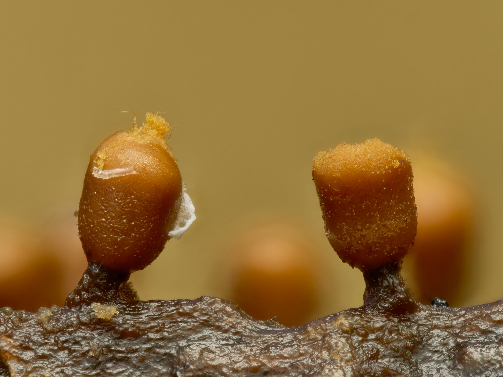 Trichia varia