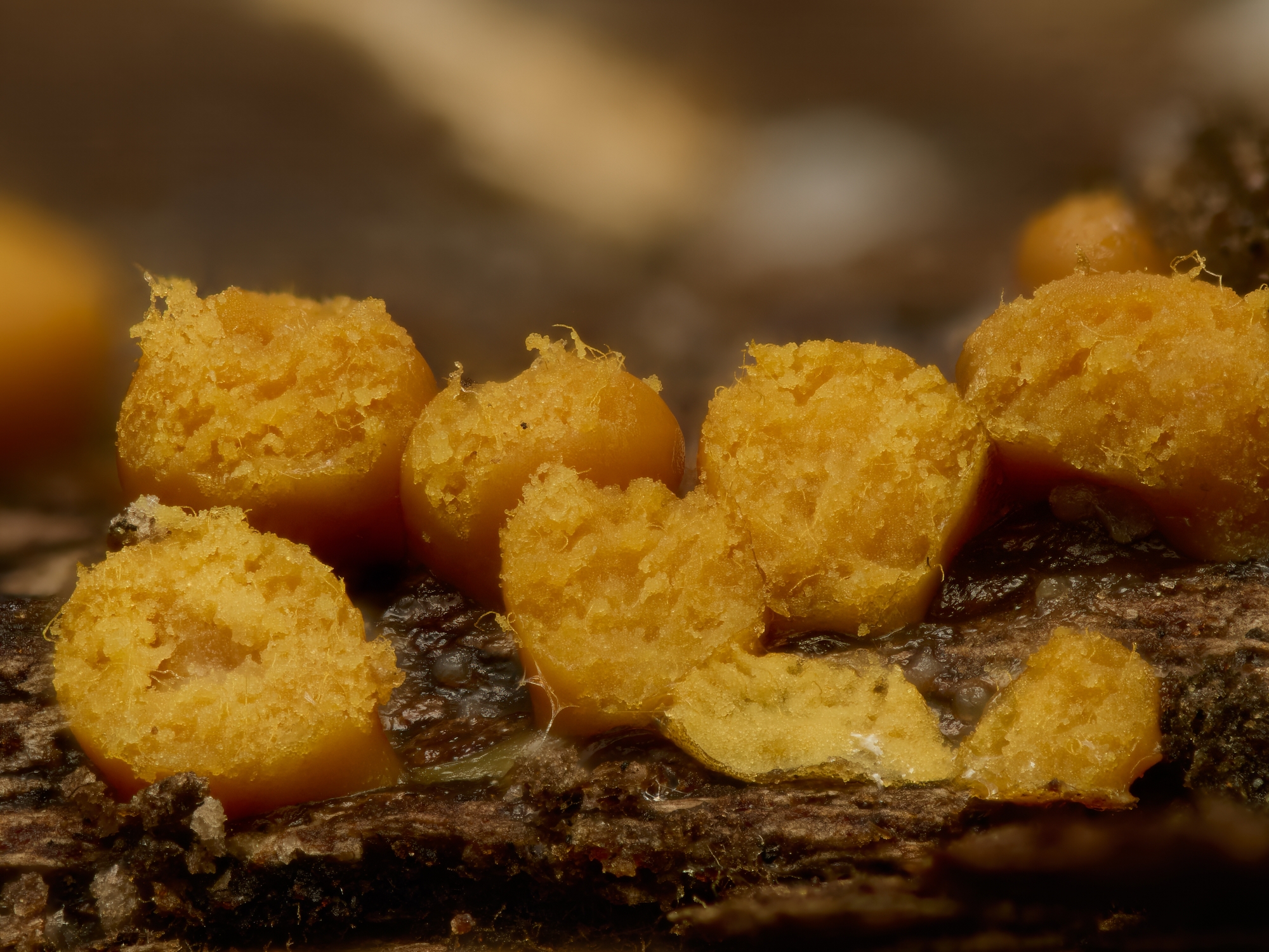 Trichia varia