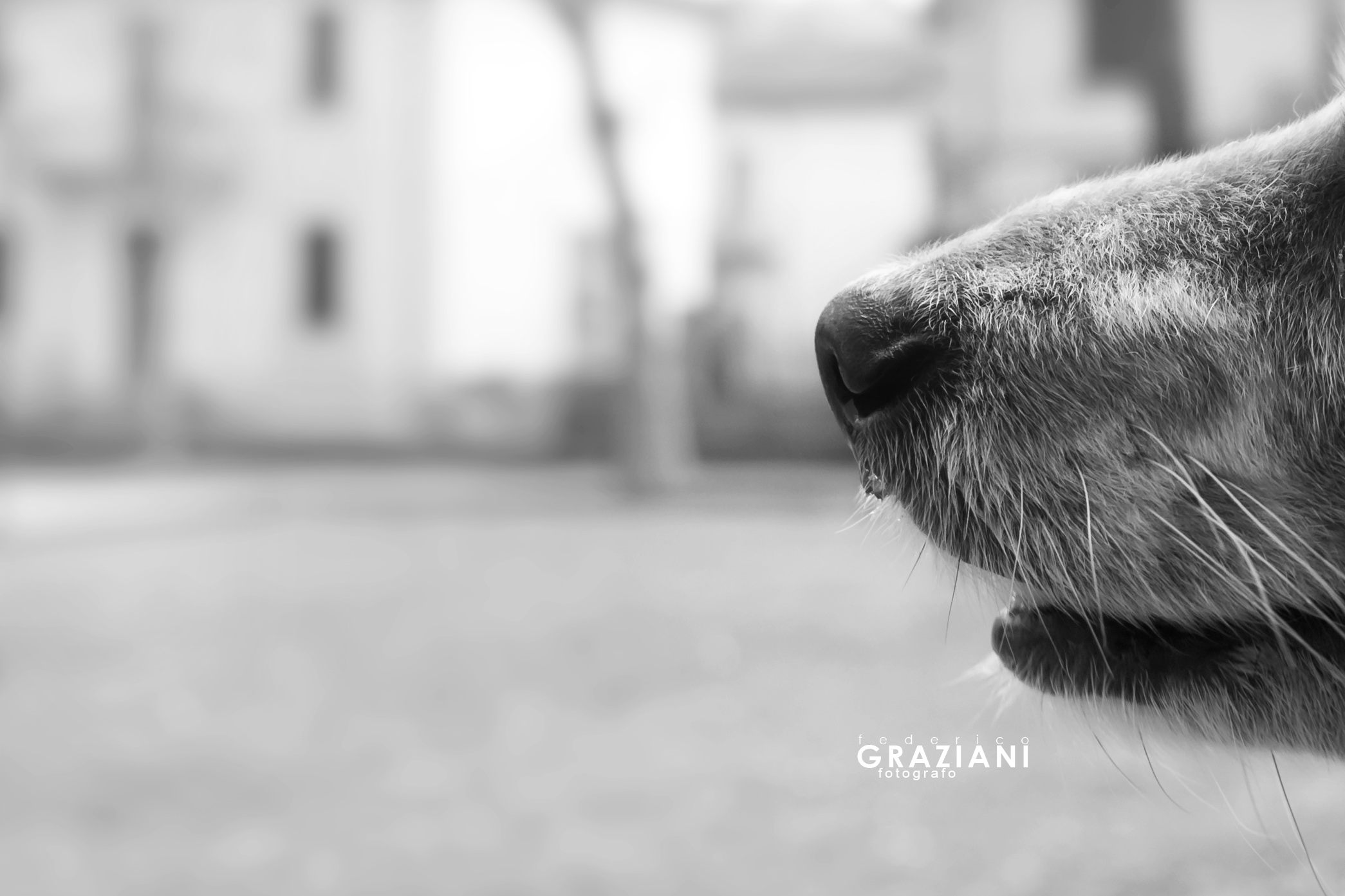 tatto, udito, olfatto o vista?