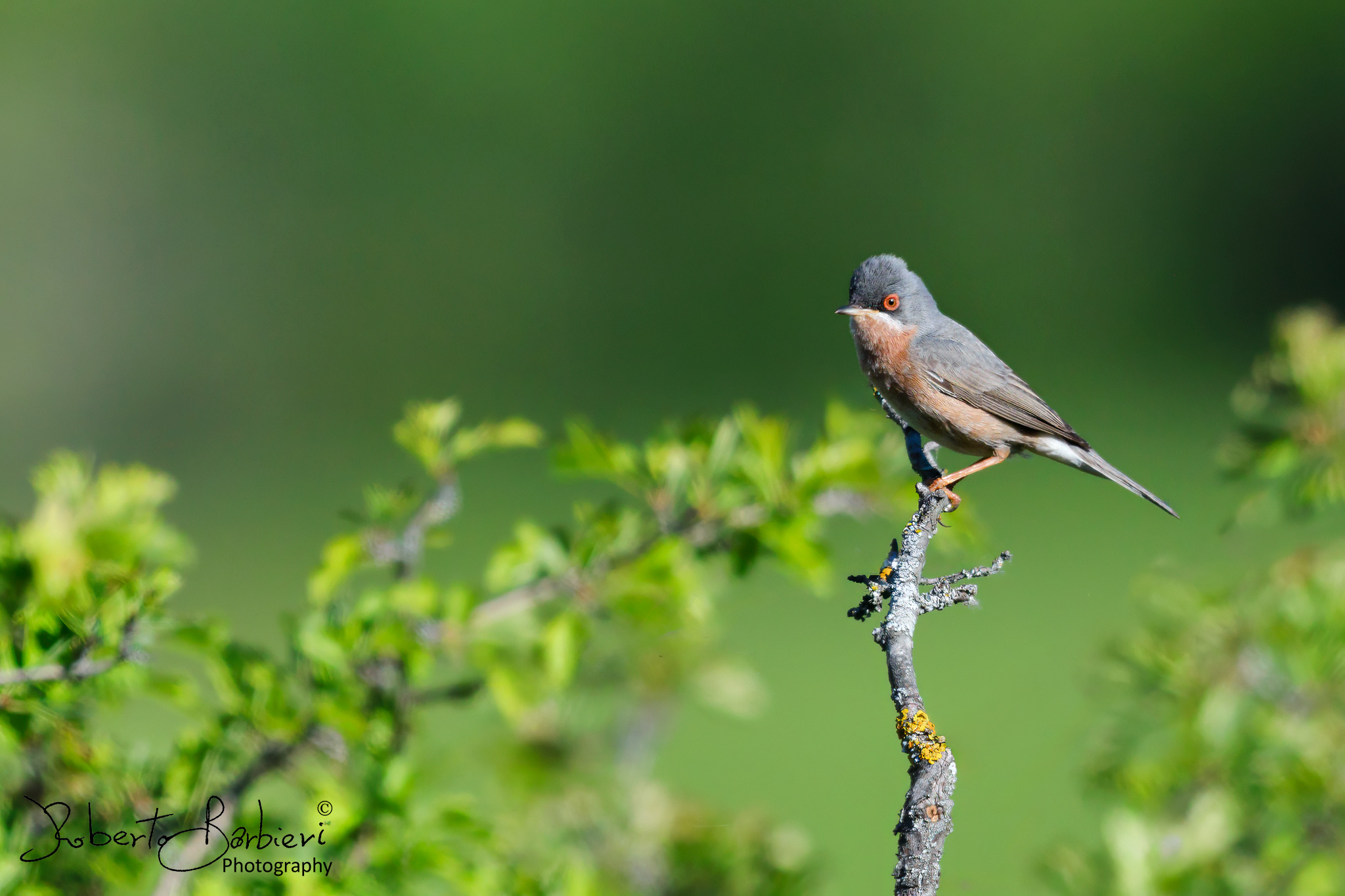 Subalpine warbler