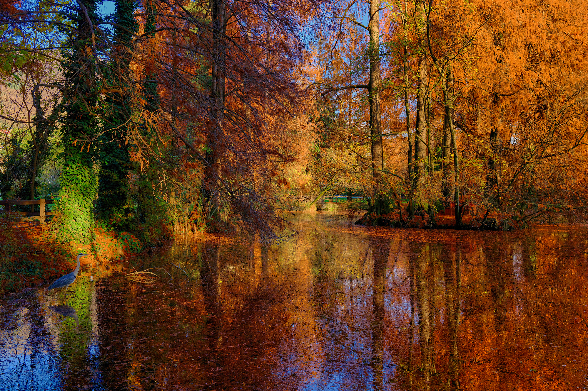 Autunno bresciano con airone