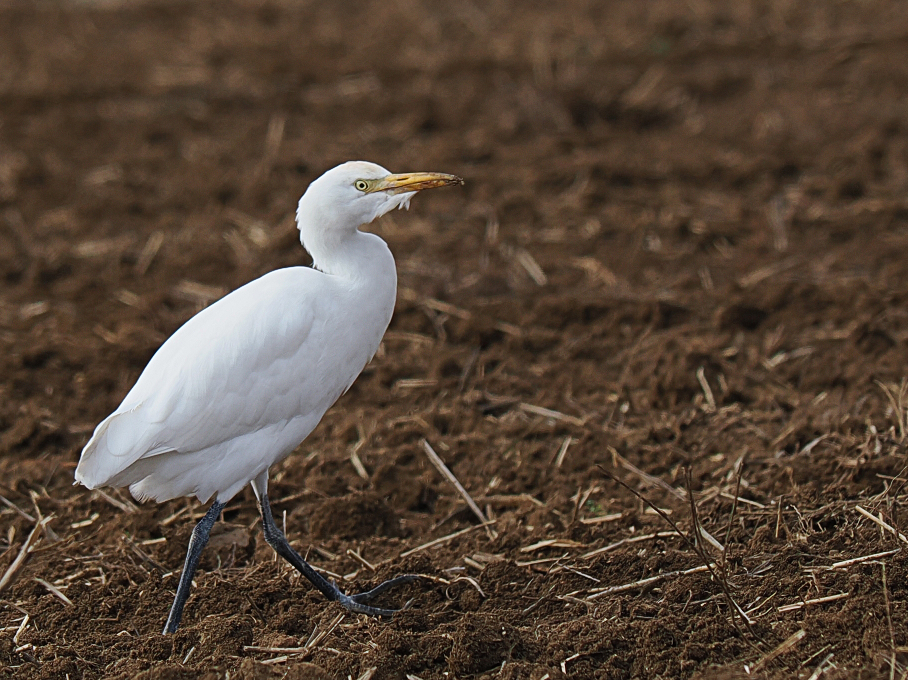 Cattle egret