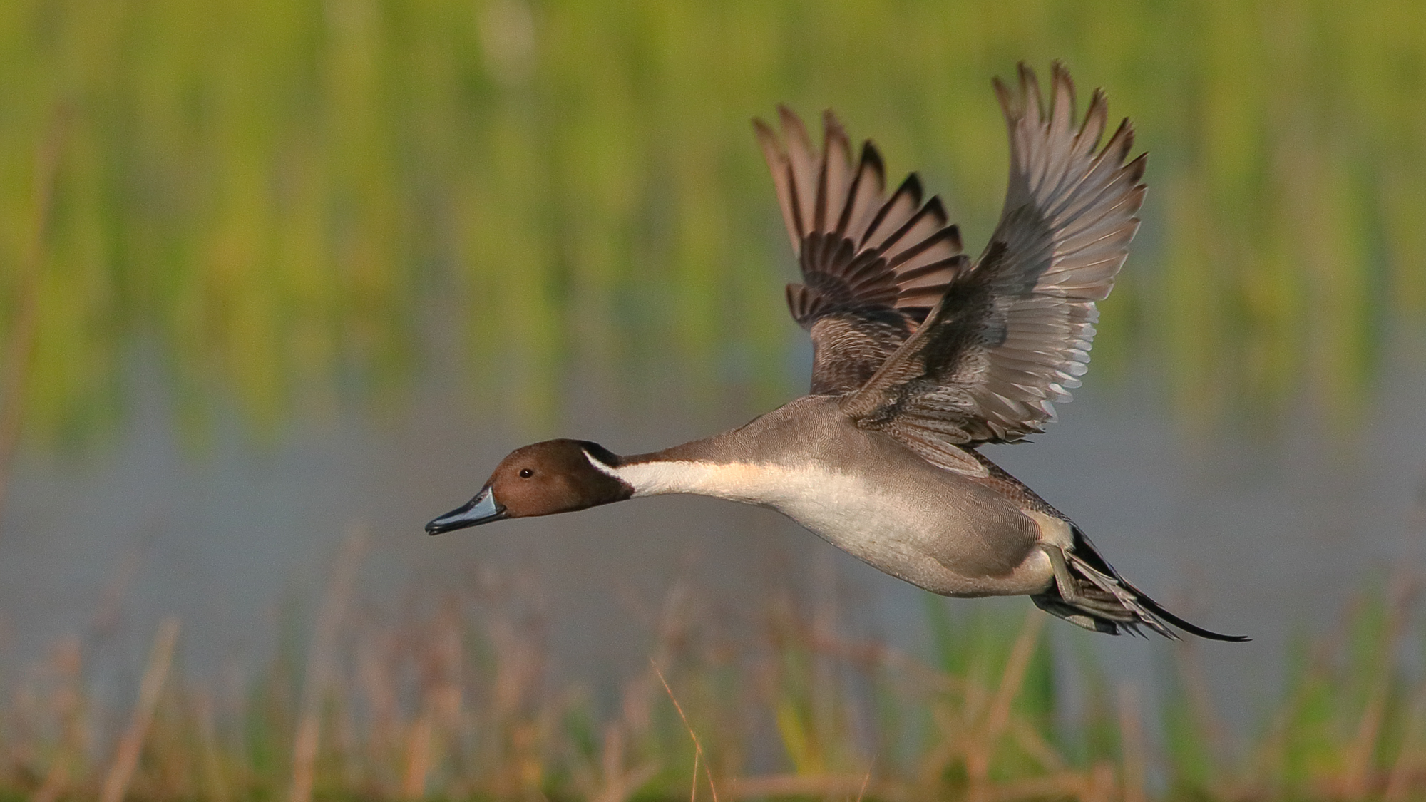 Ánade Rabudo, Anas Acuta