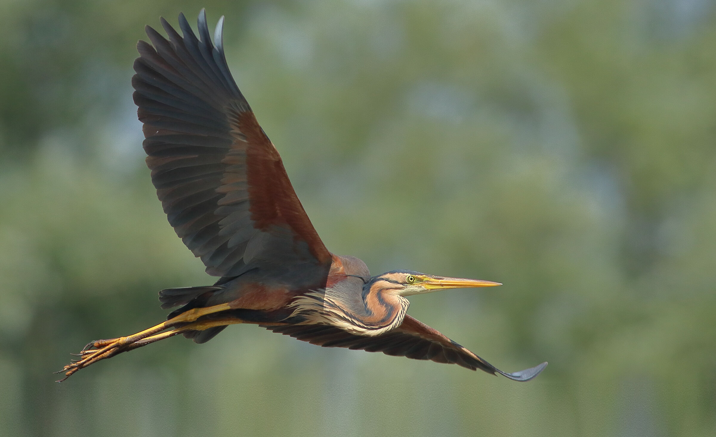 Garza Imperial, Ardea Purpurea