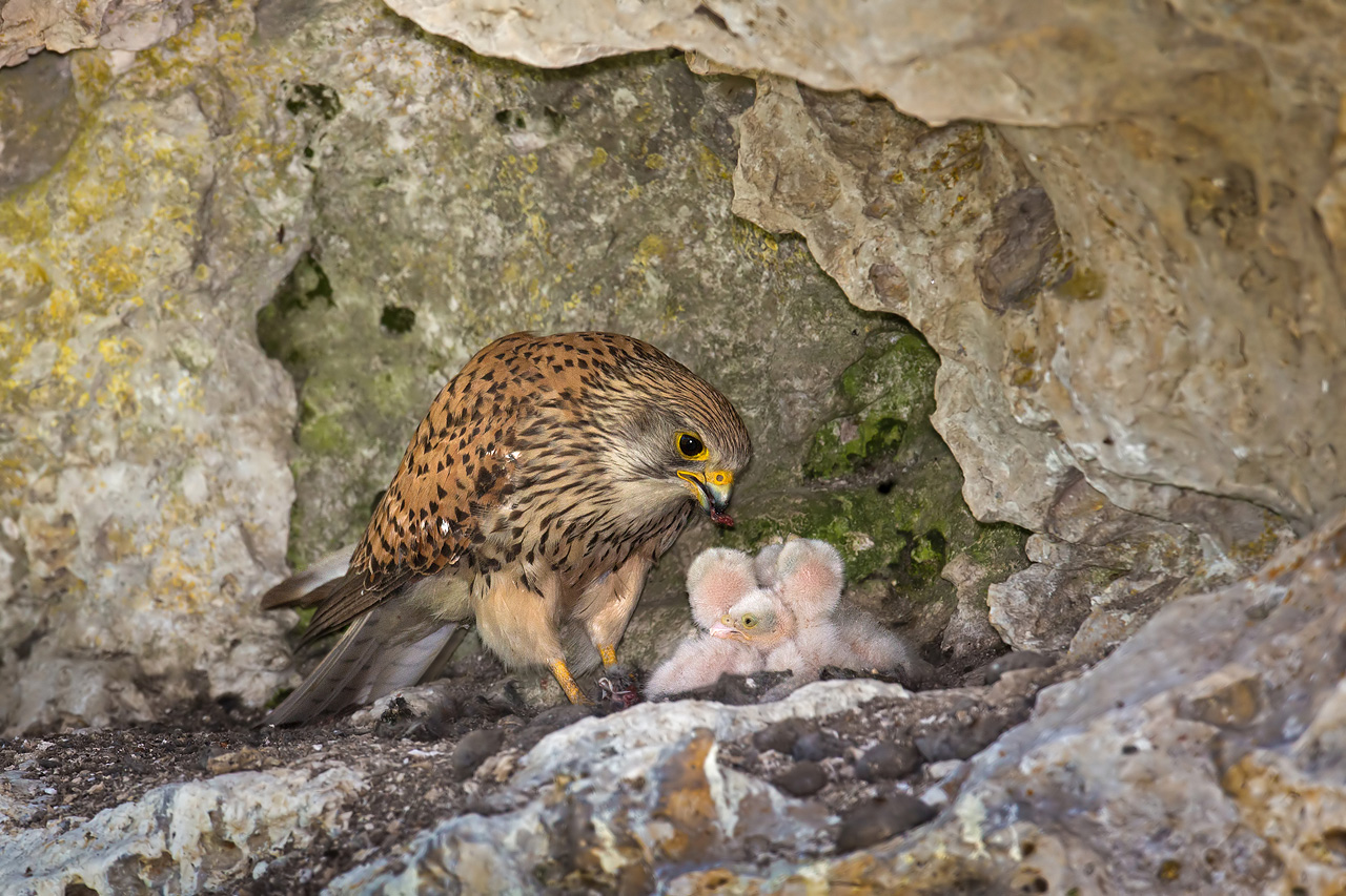 The first cues of Kestrels