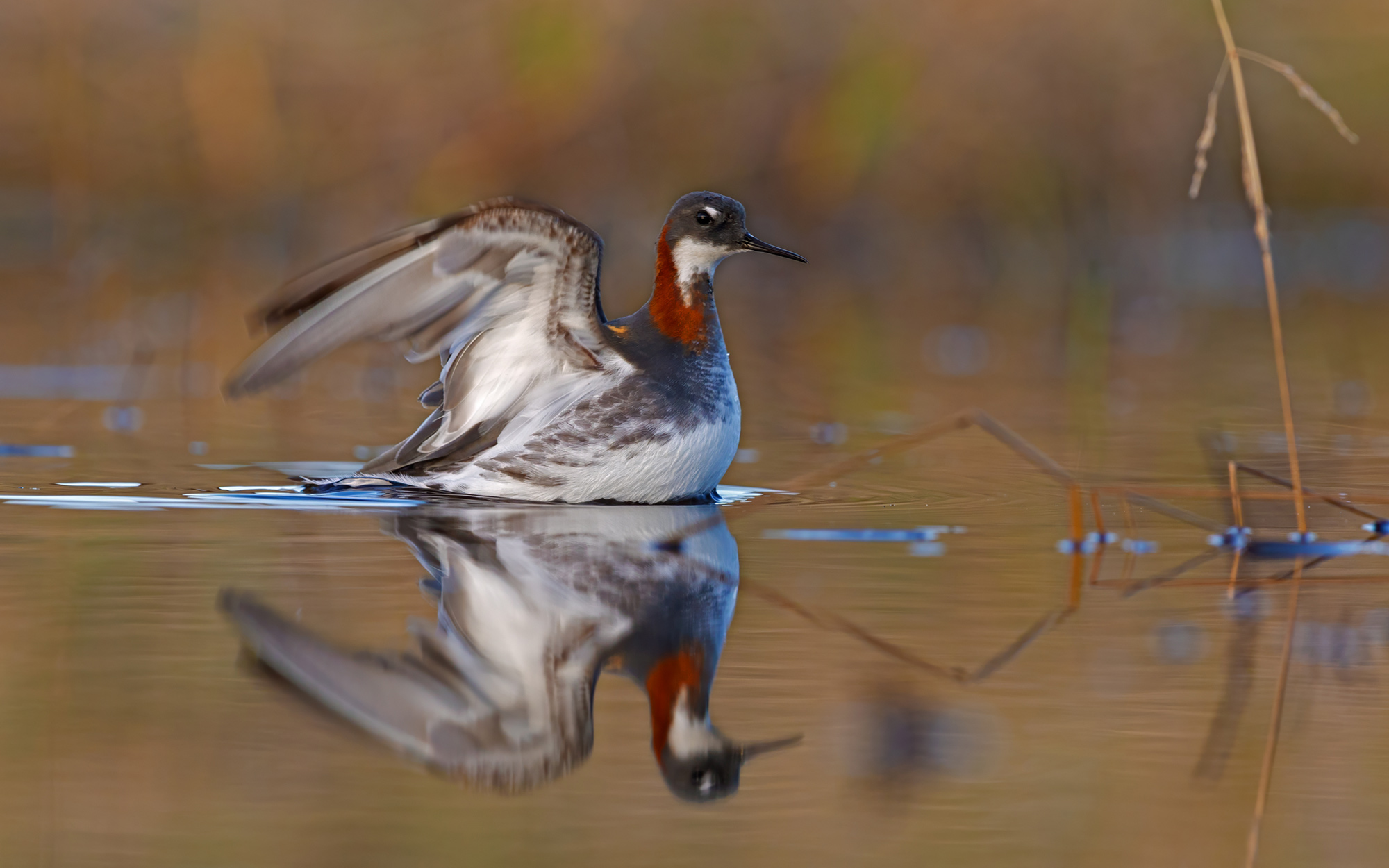 Thin beak in the mirror