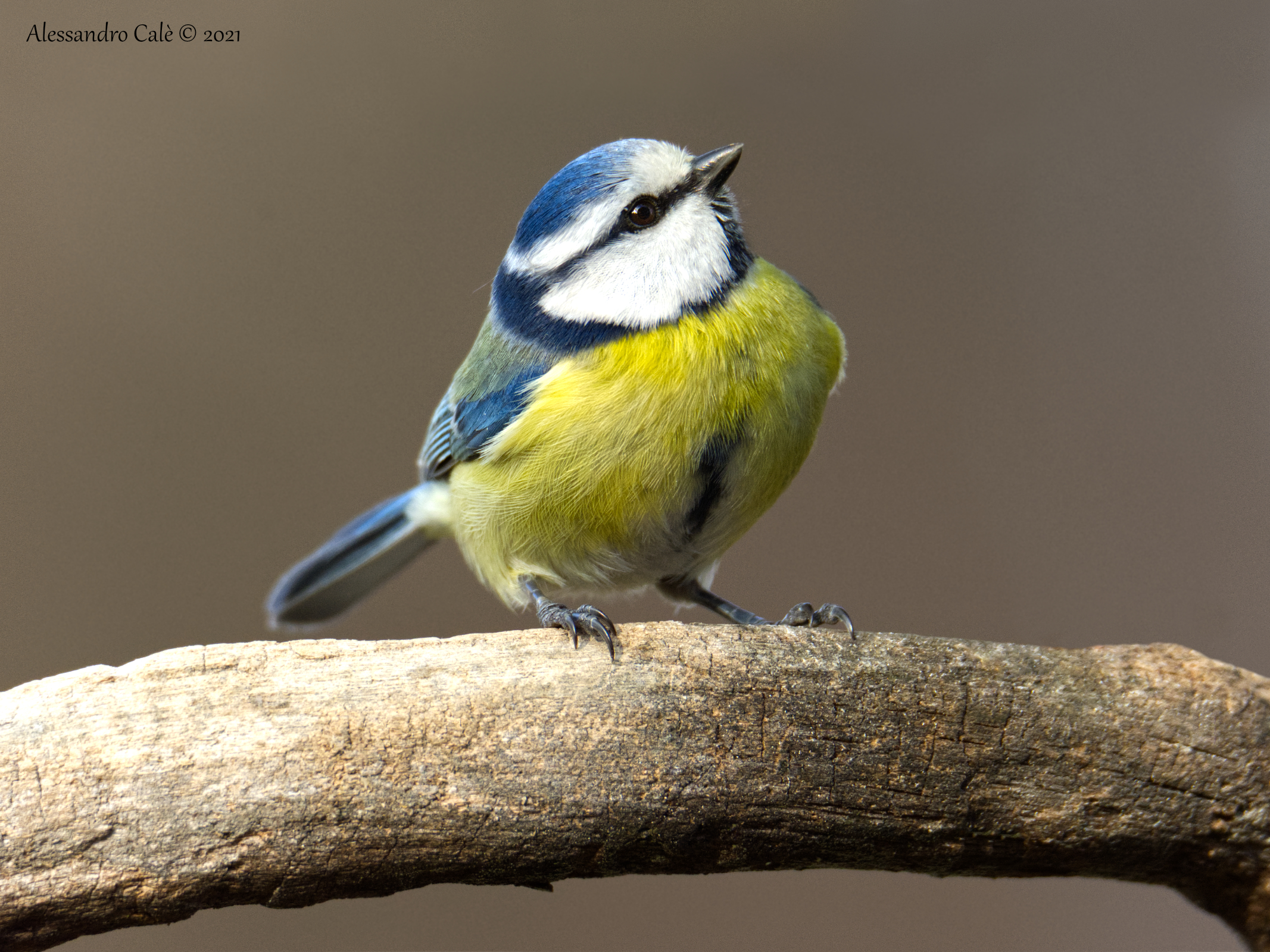 Cyanistes caeruleus (Cinciarella) 7898