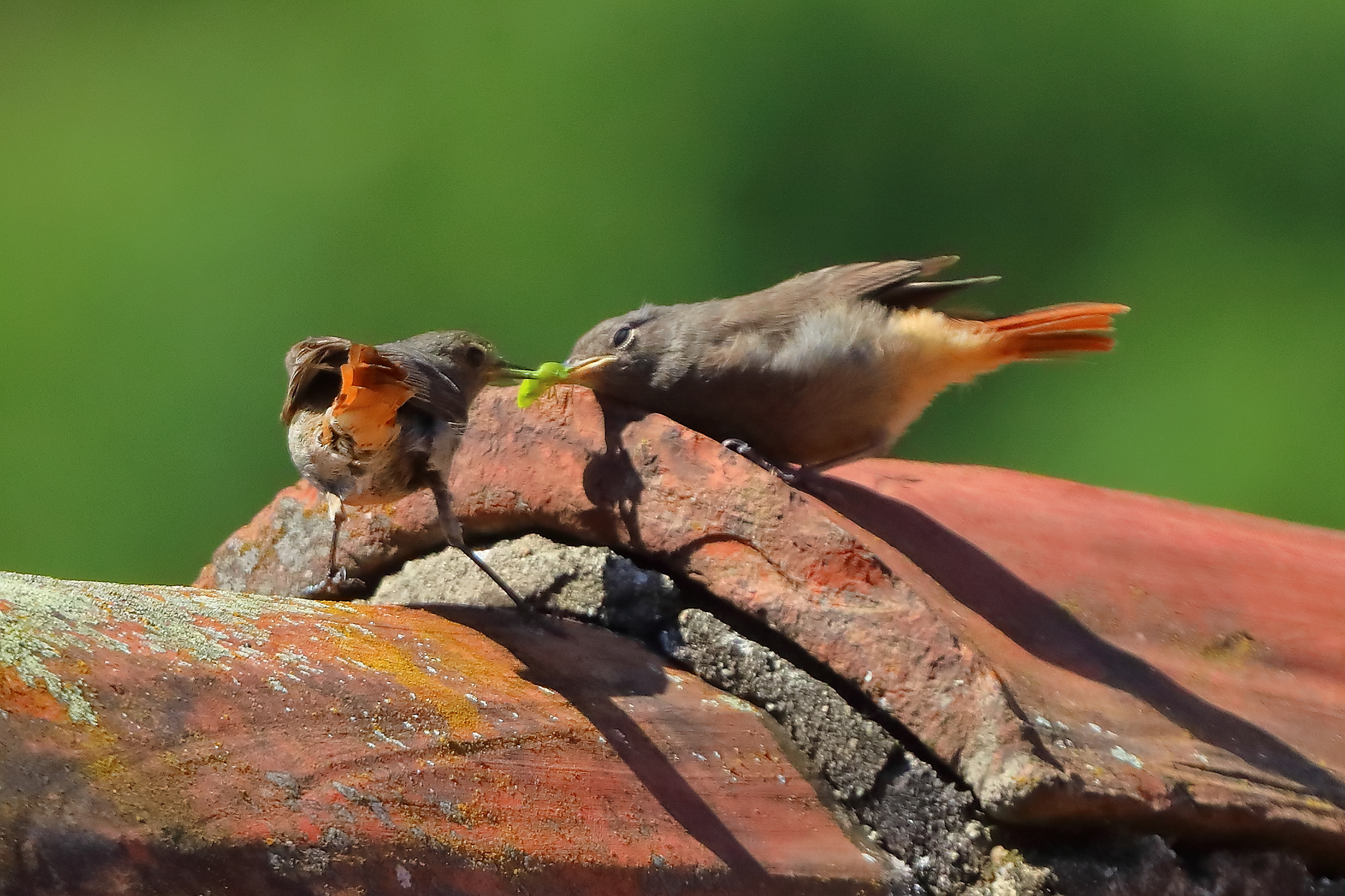 Codirossi S 09 luglio 2025 - 0046