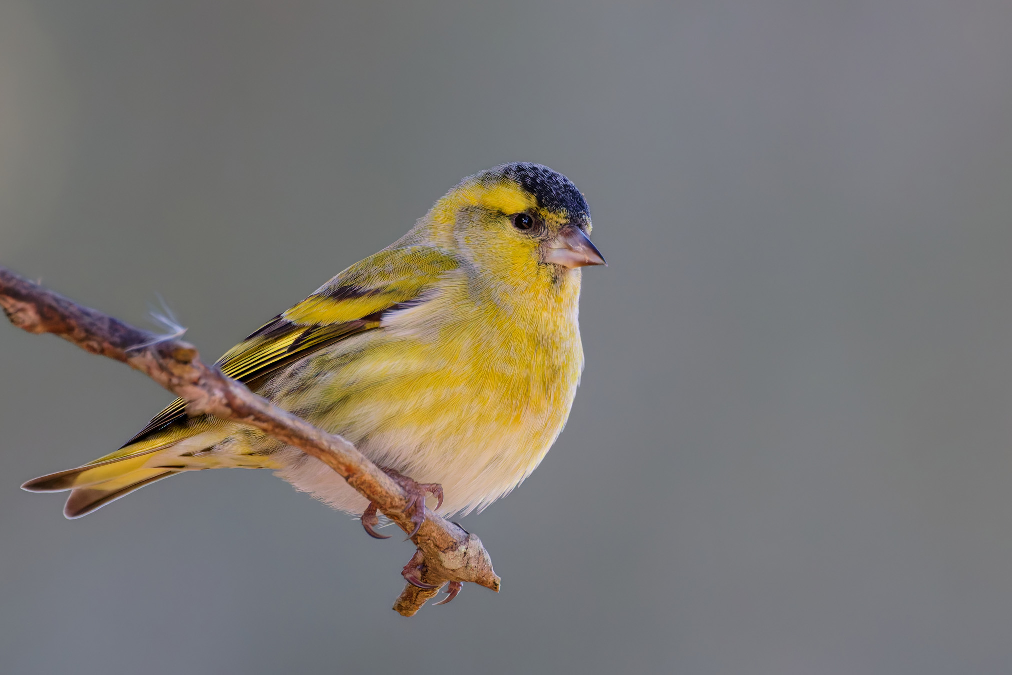 Scinchio eurasiatico (maschio)