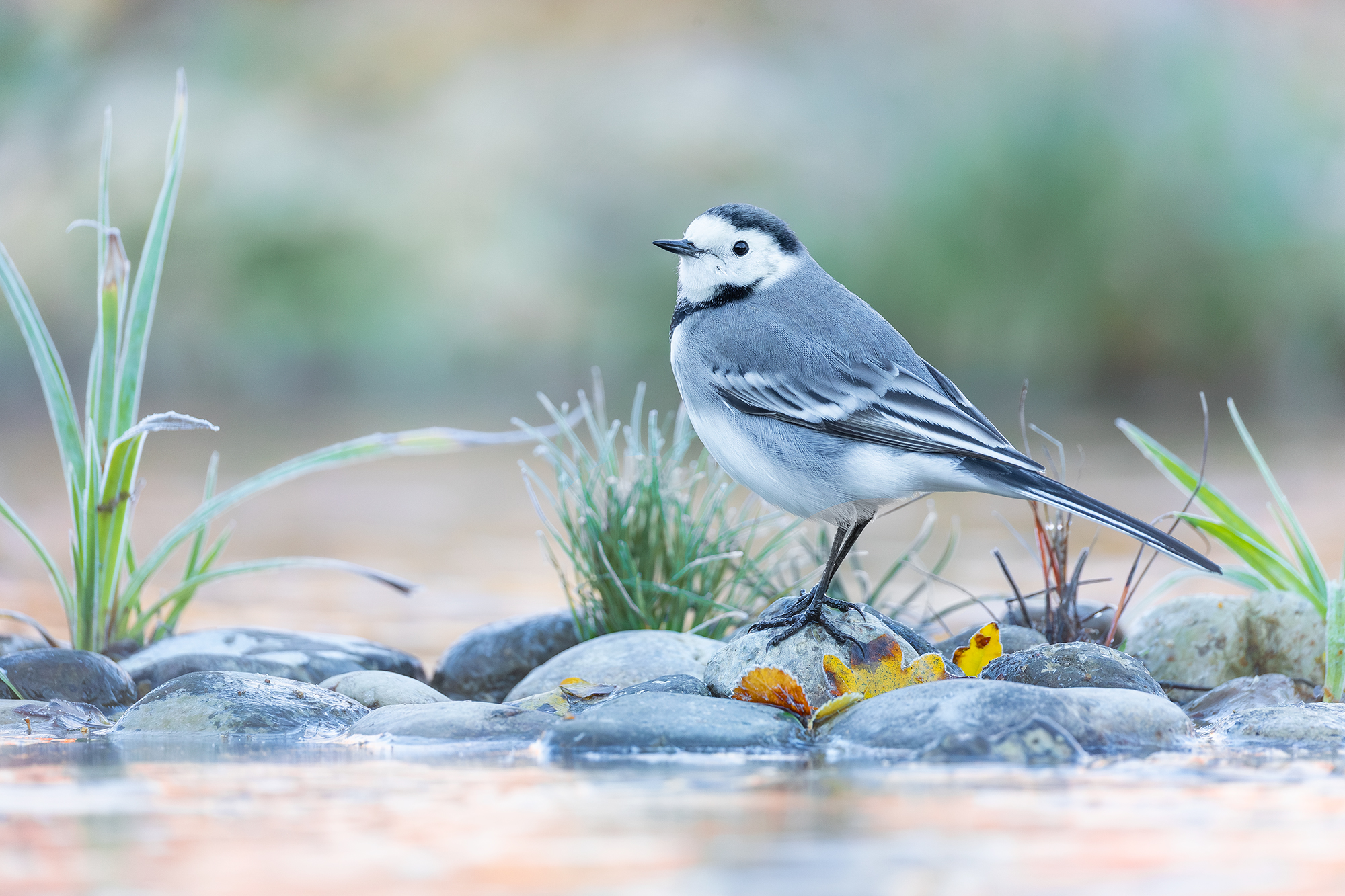 Ballerina bianca in un'alba ghiacciata
