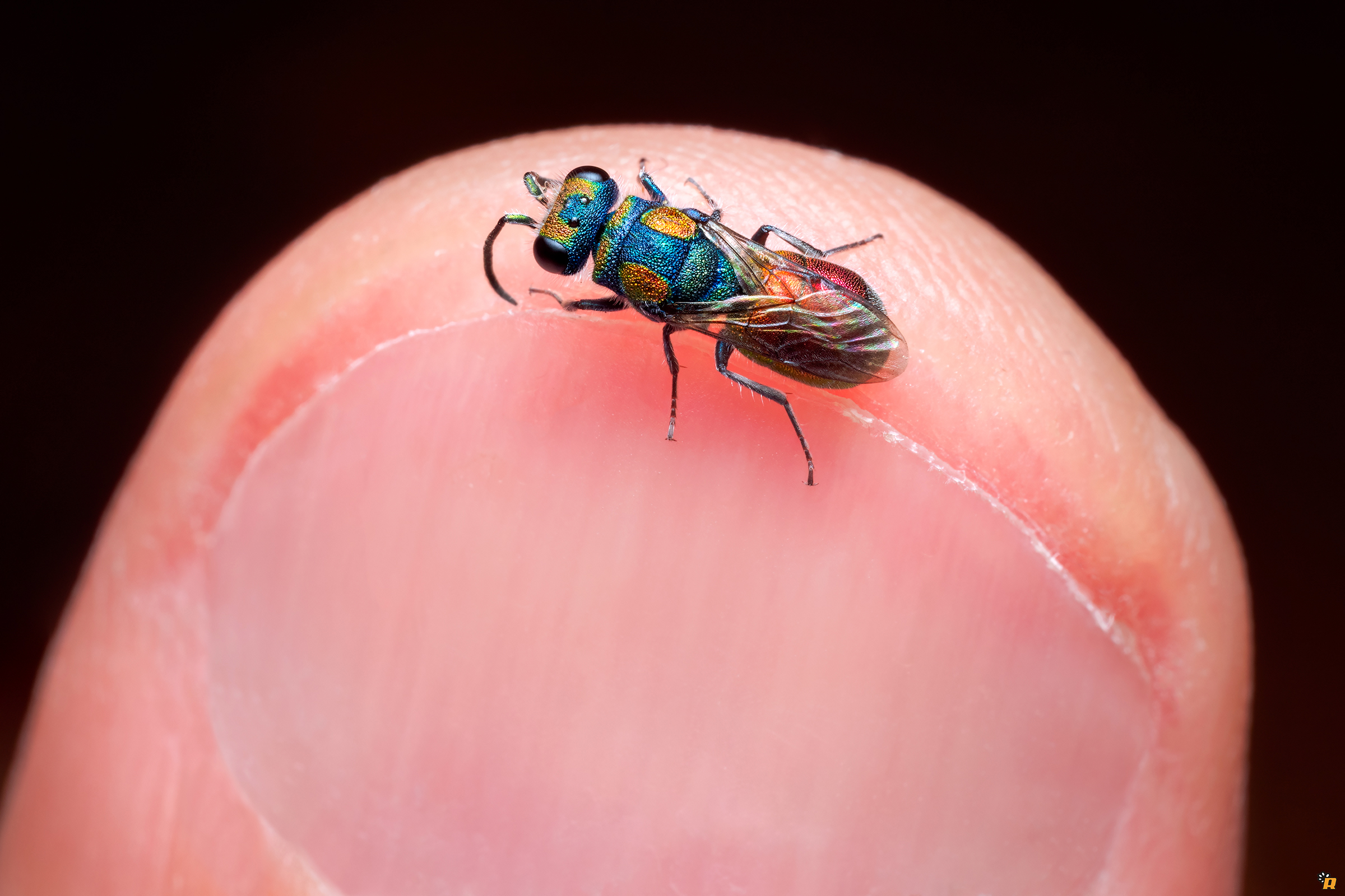 Chrysididae sul mio pollice