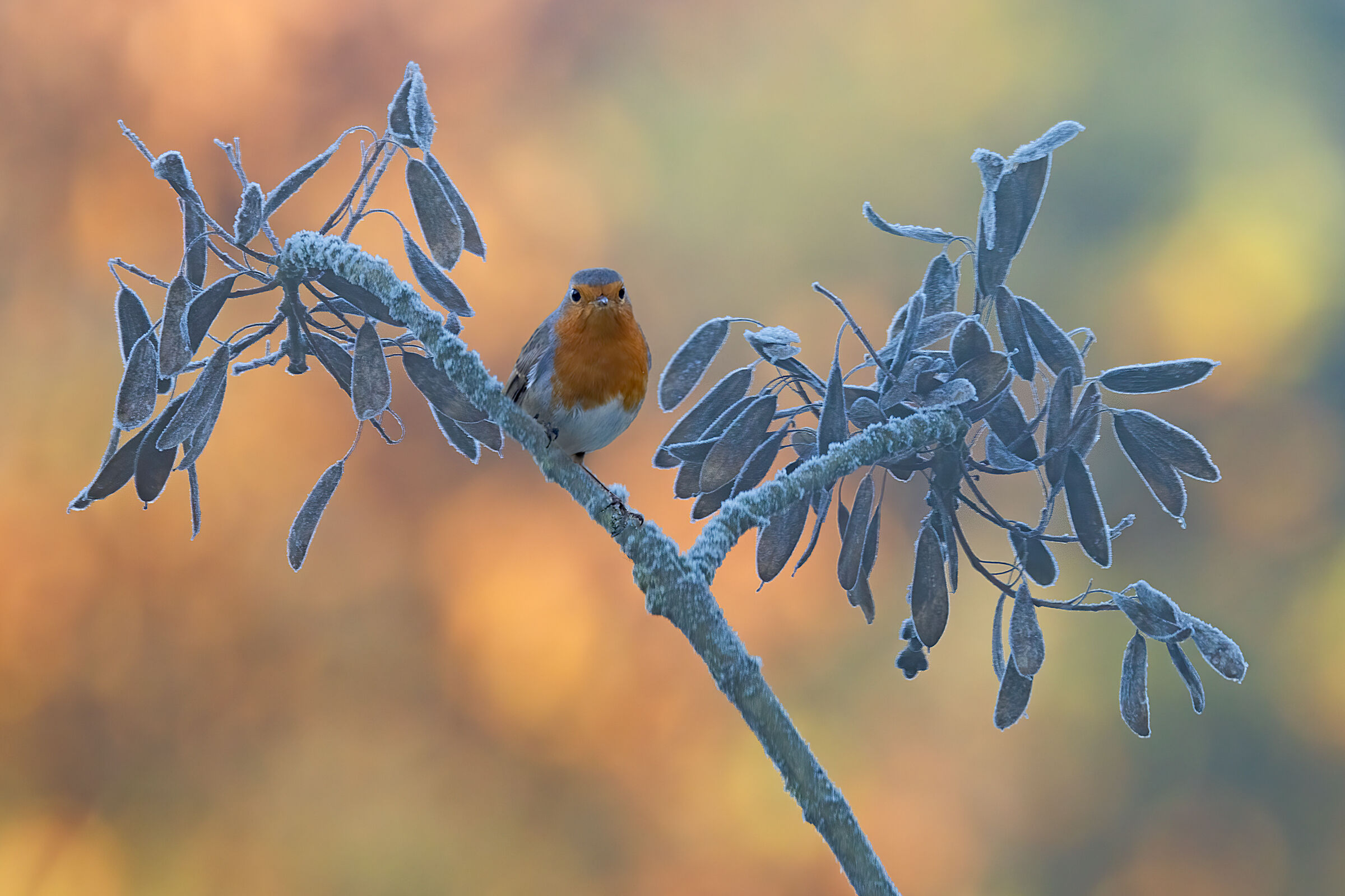 Pettirosso ambientato