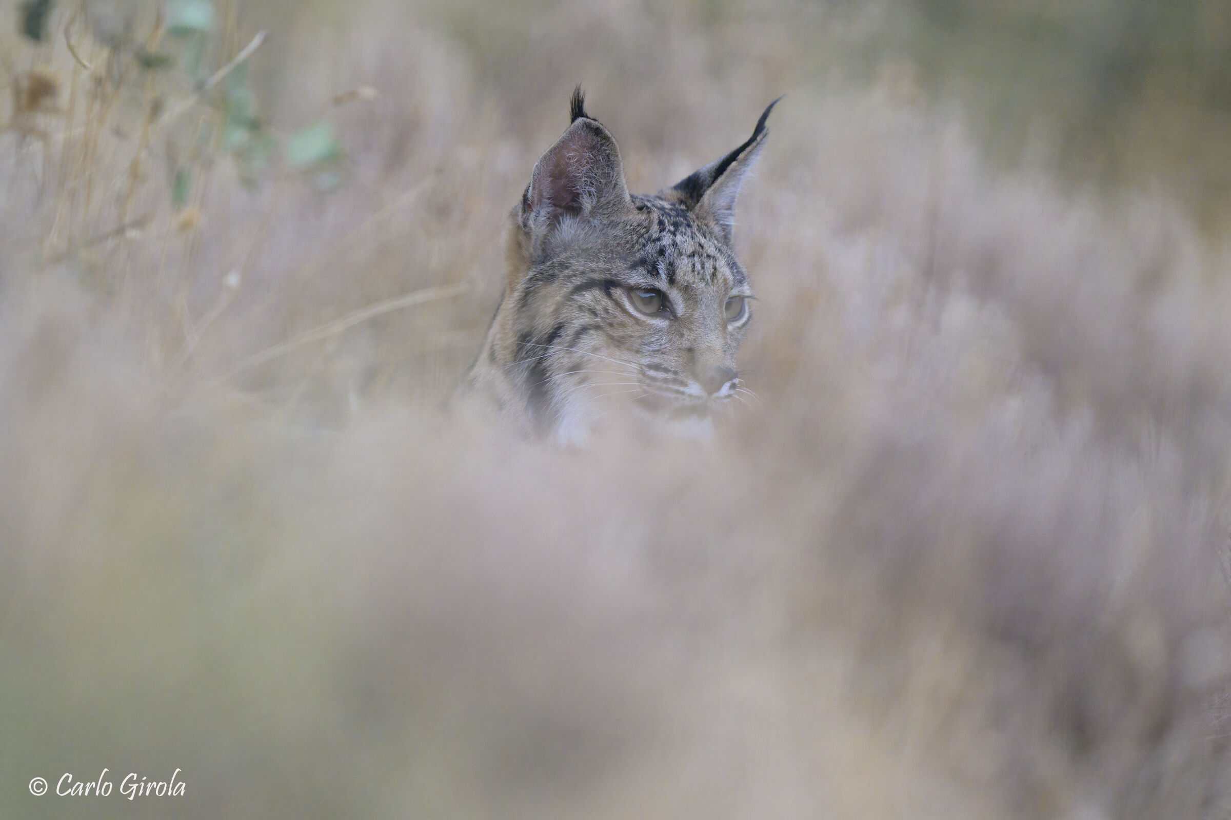 Lince pardina (Lynx pardinus), juv.