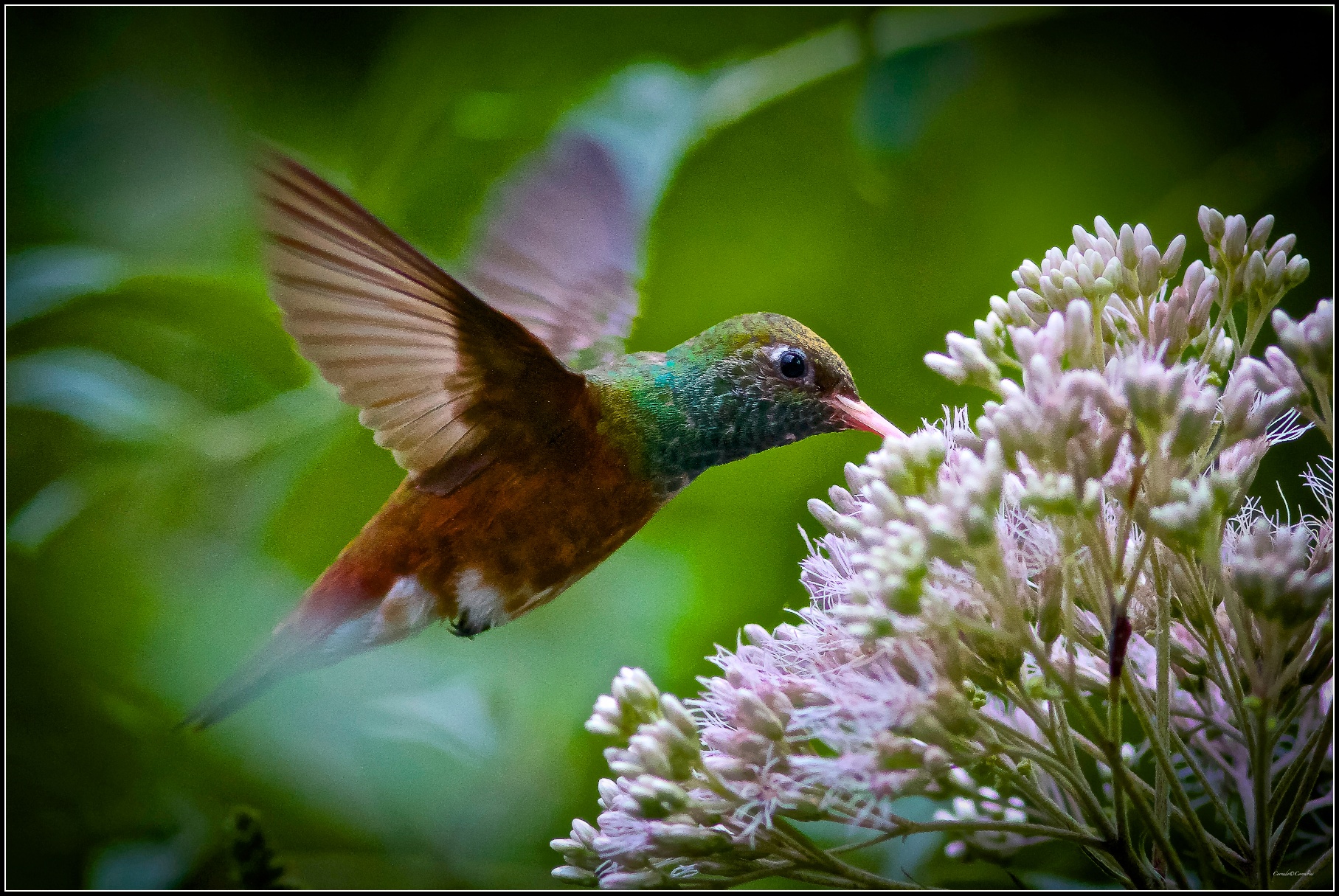 Hummingbird