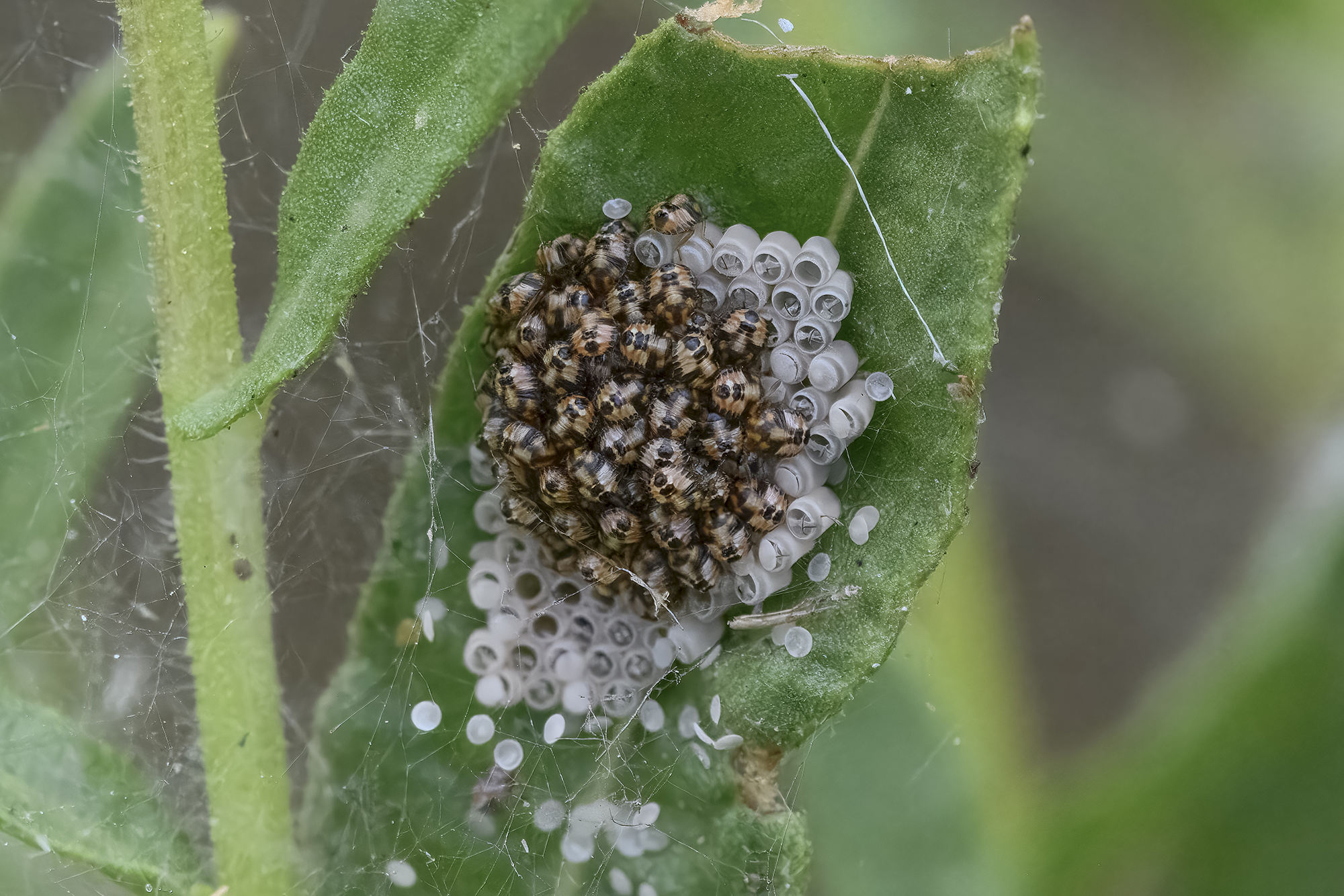 Bedbugs in the first stage