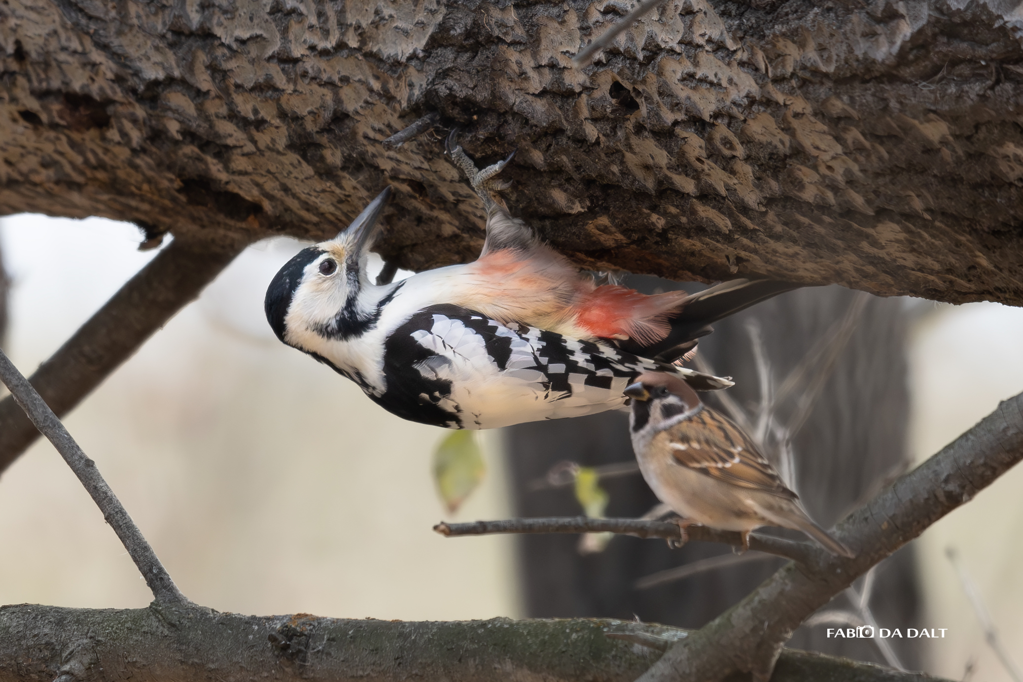 Picchio Dorso Bianco