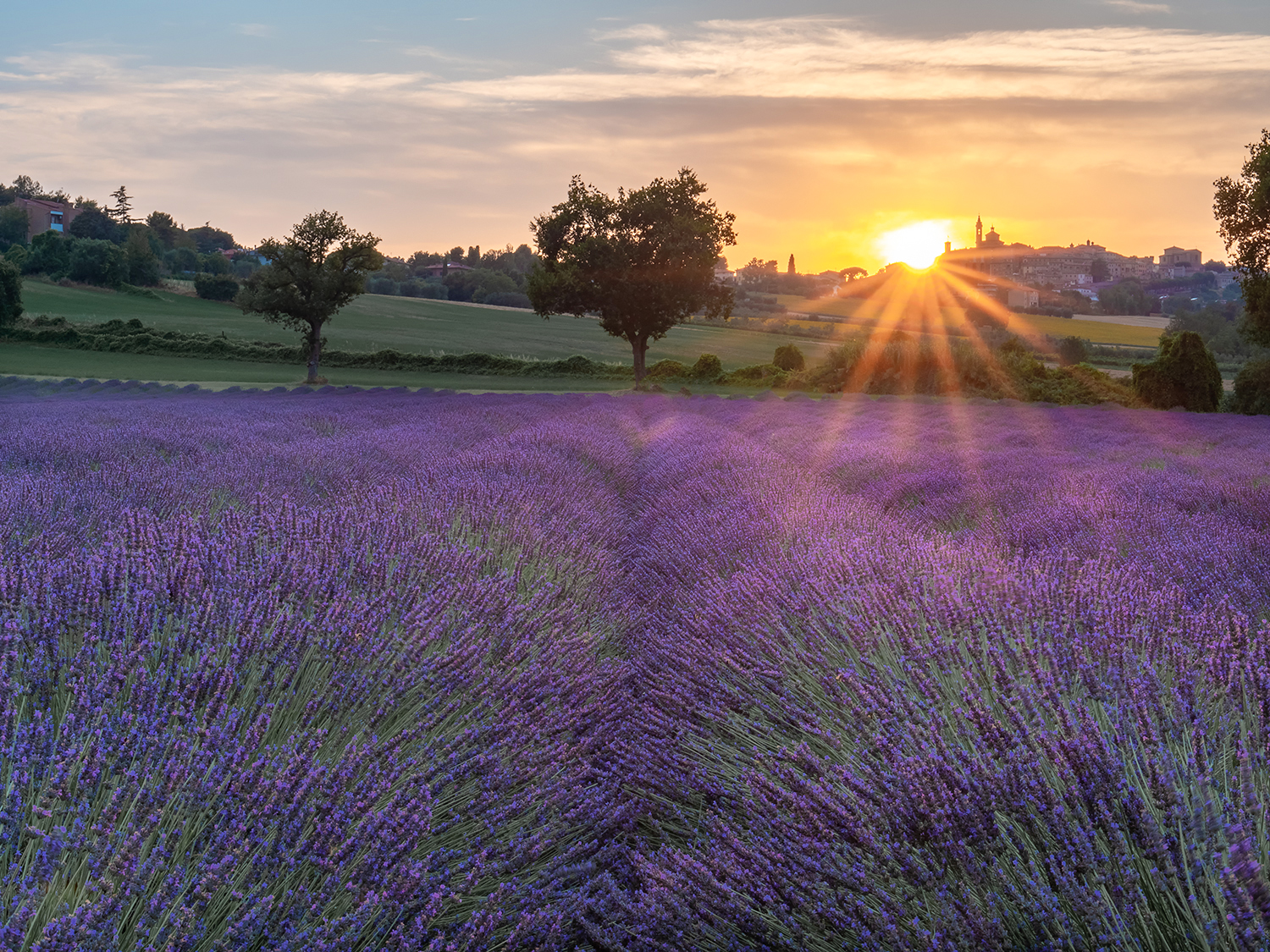 Lavanda a Corinaldo