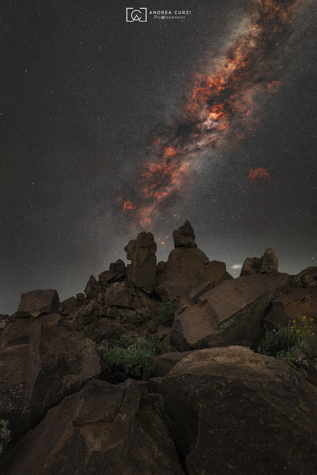 Il cigno su Tenerife