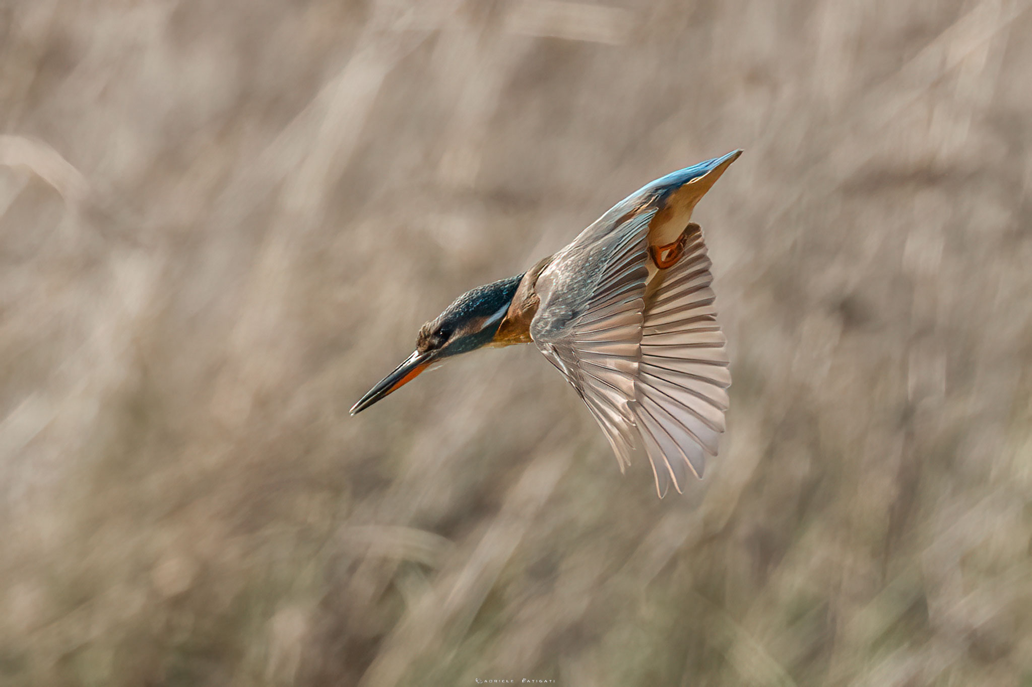 Kingfisher