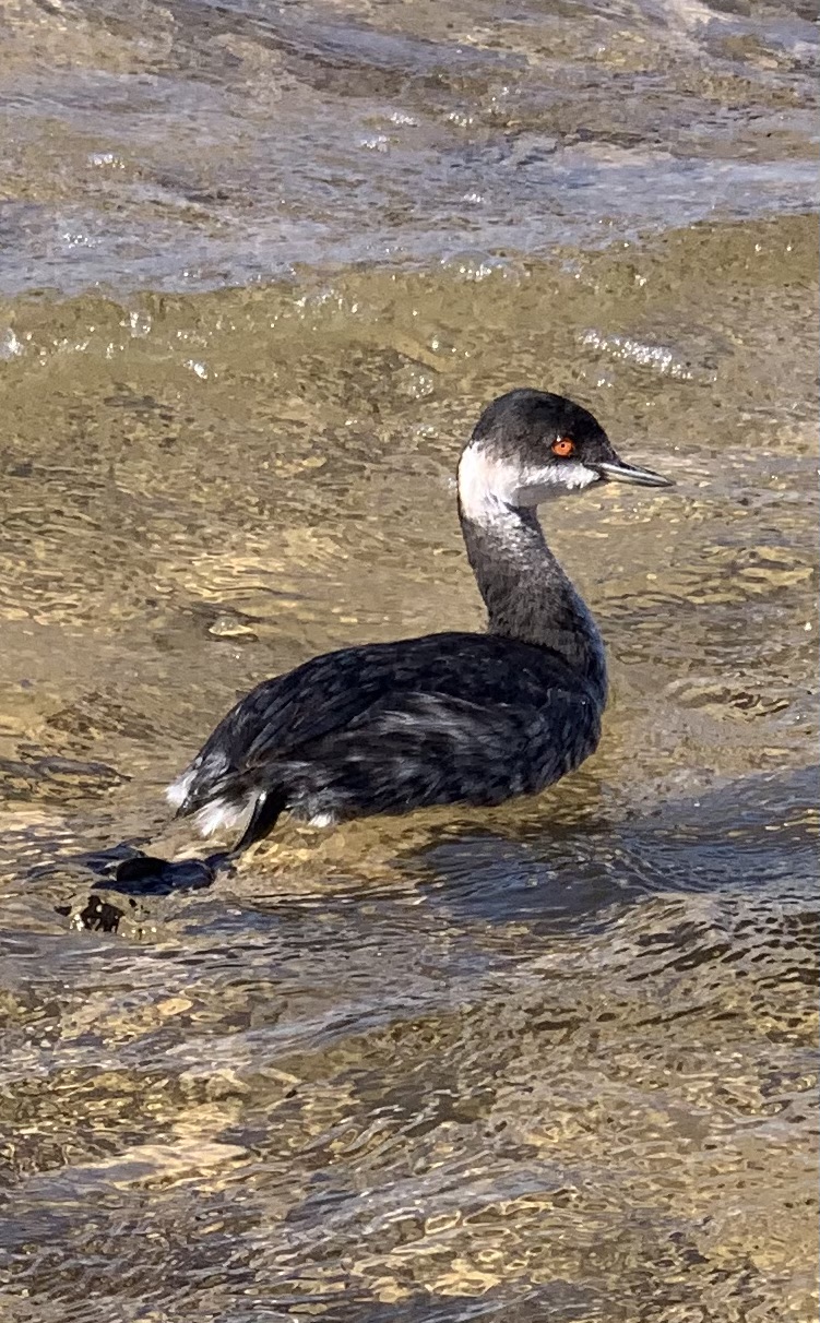 Svasso piccolo (Podiceps nigricollis) -