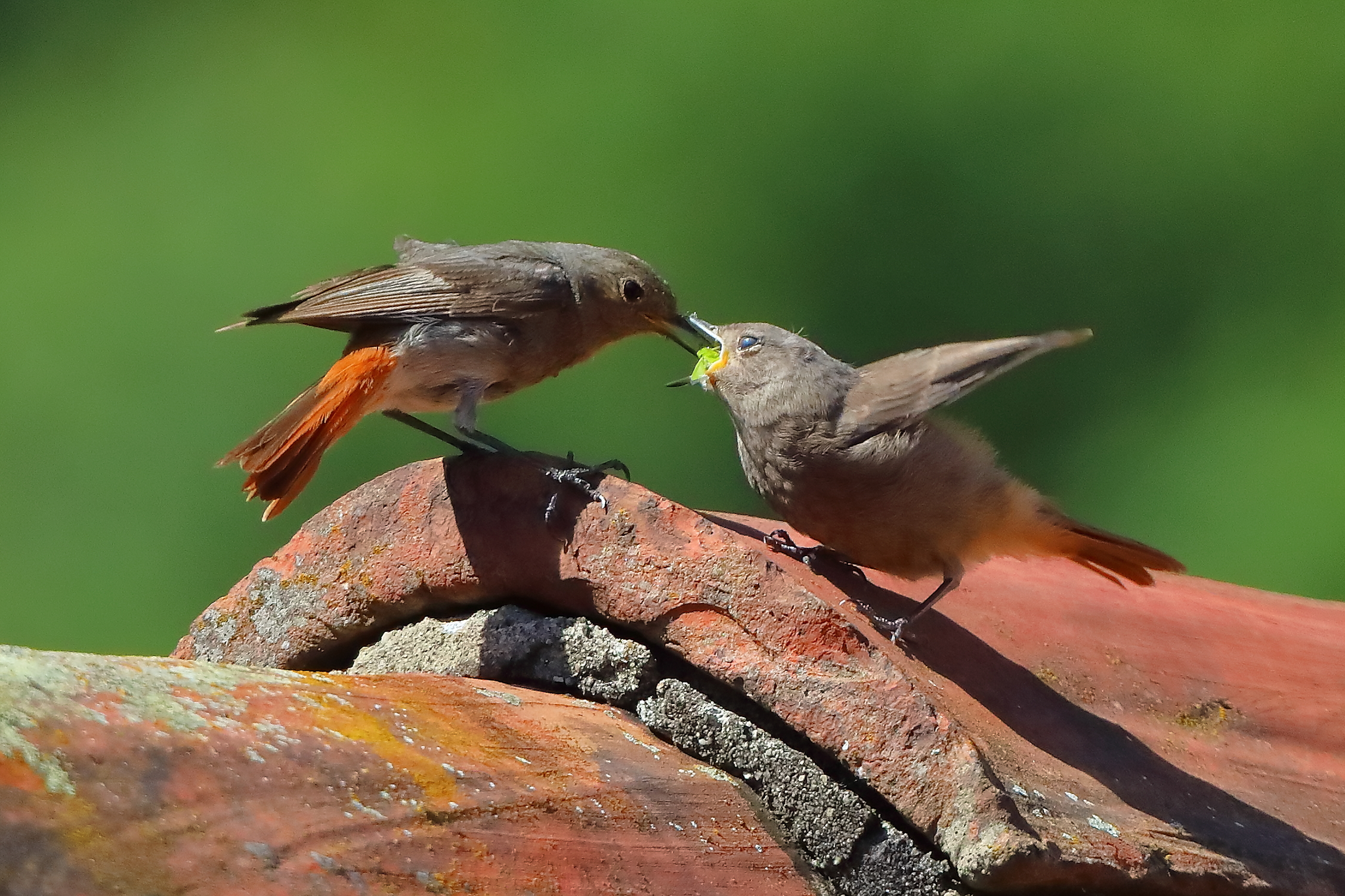 Codirossi S 09 luglio 2025 - 0048