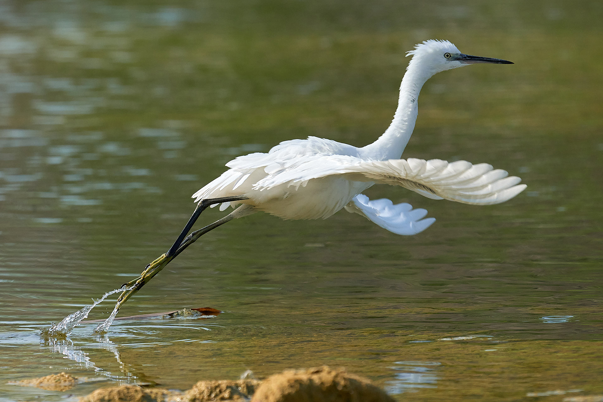 Lo stacco della garzetta