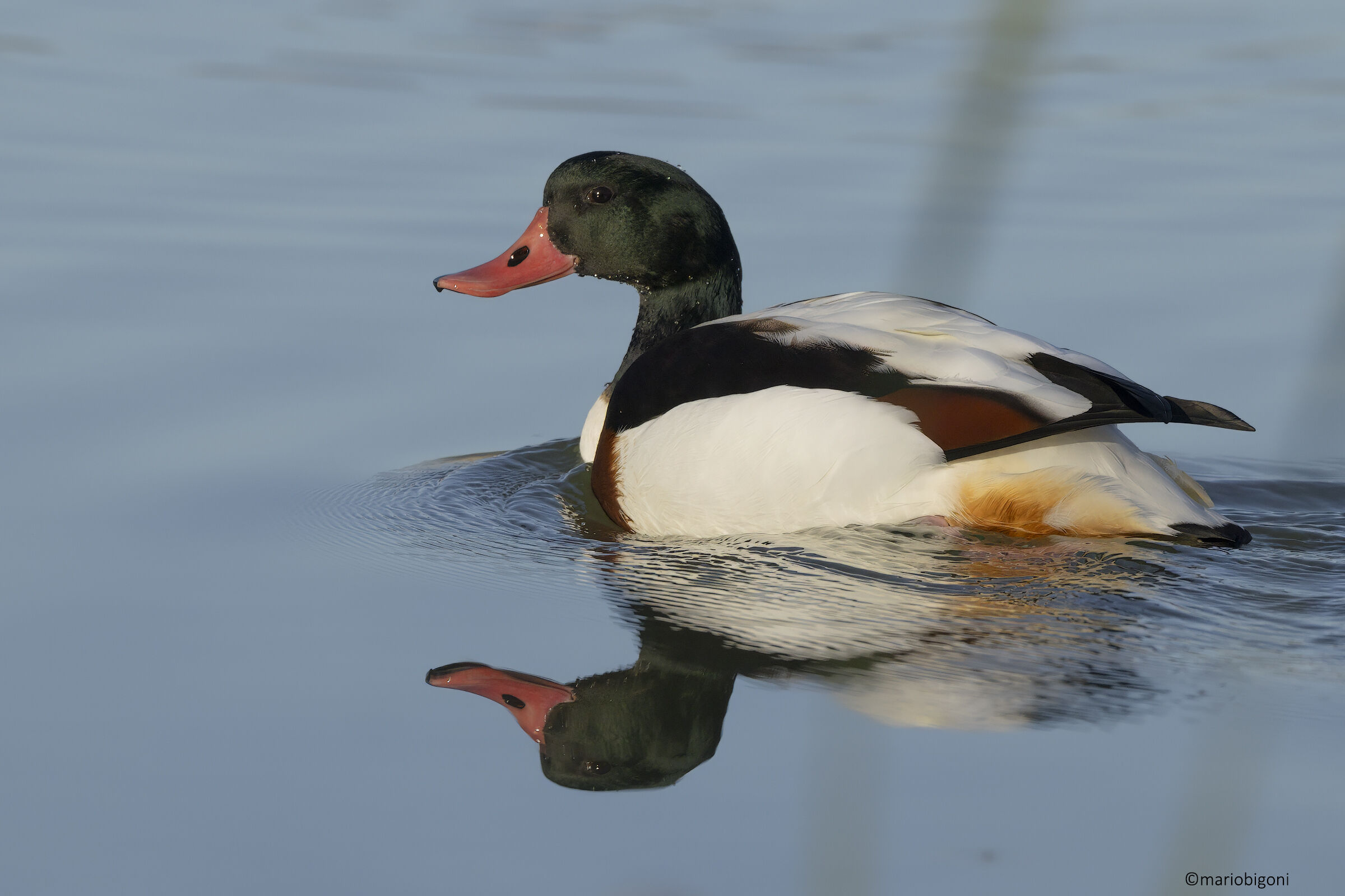 Common shelduck