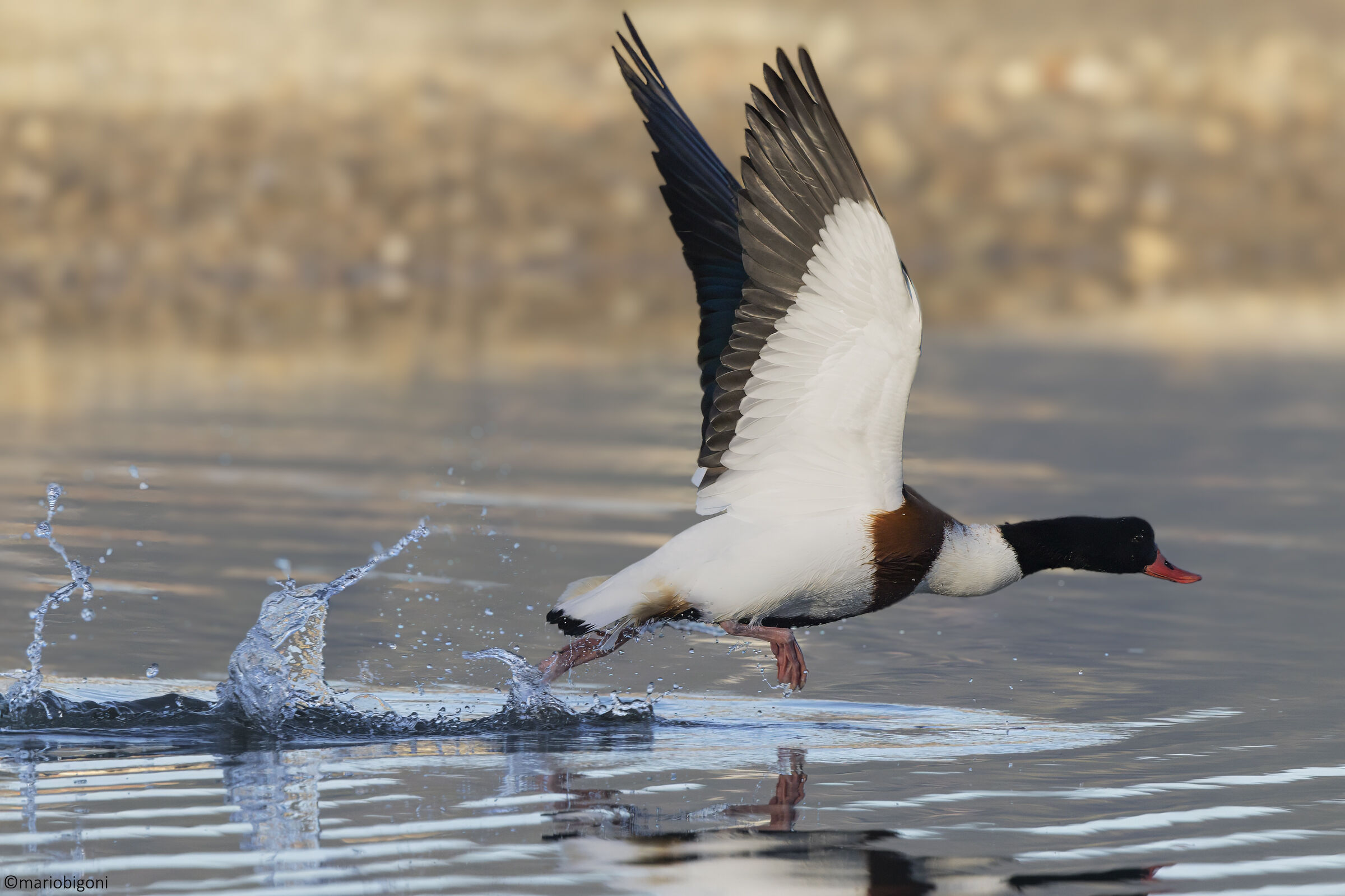 Common shelduck