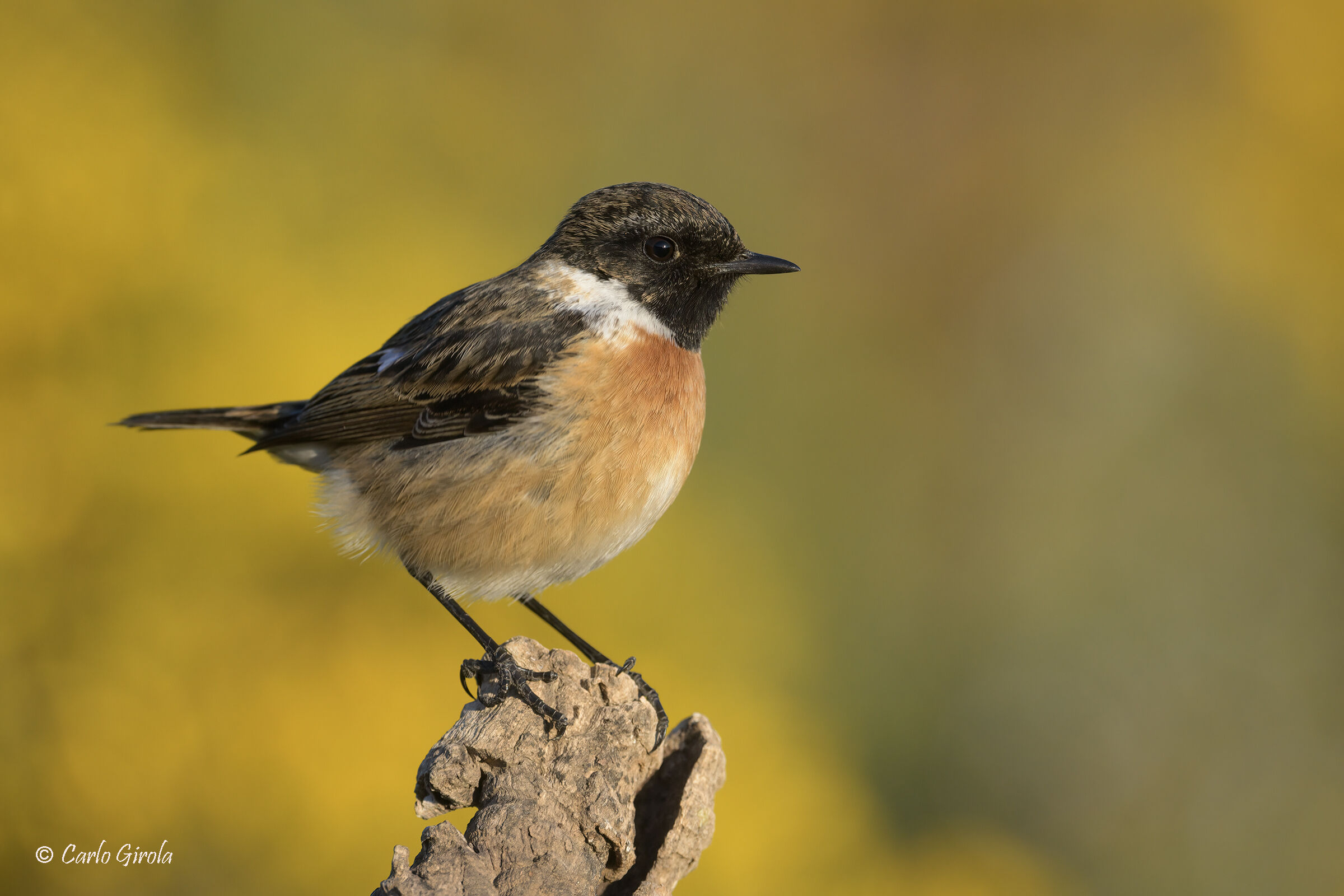 Saltimpalo (Saxicola torquatus)