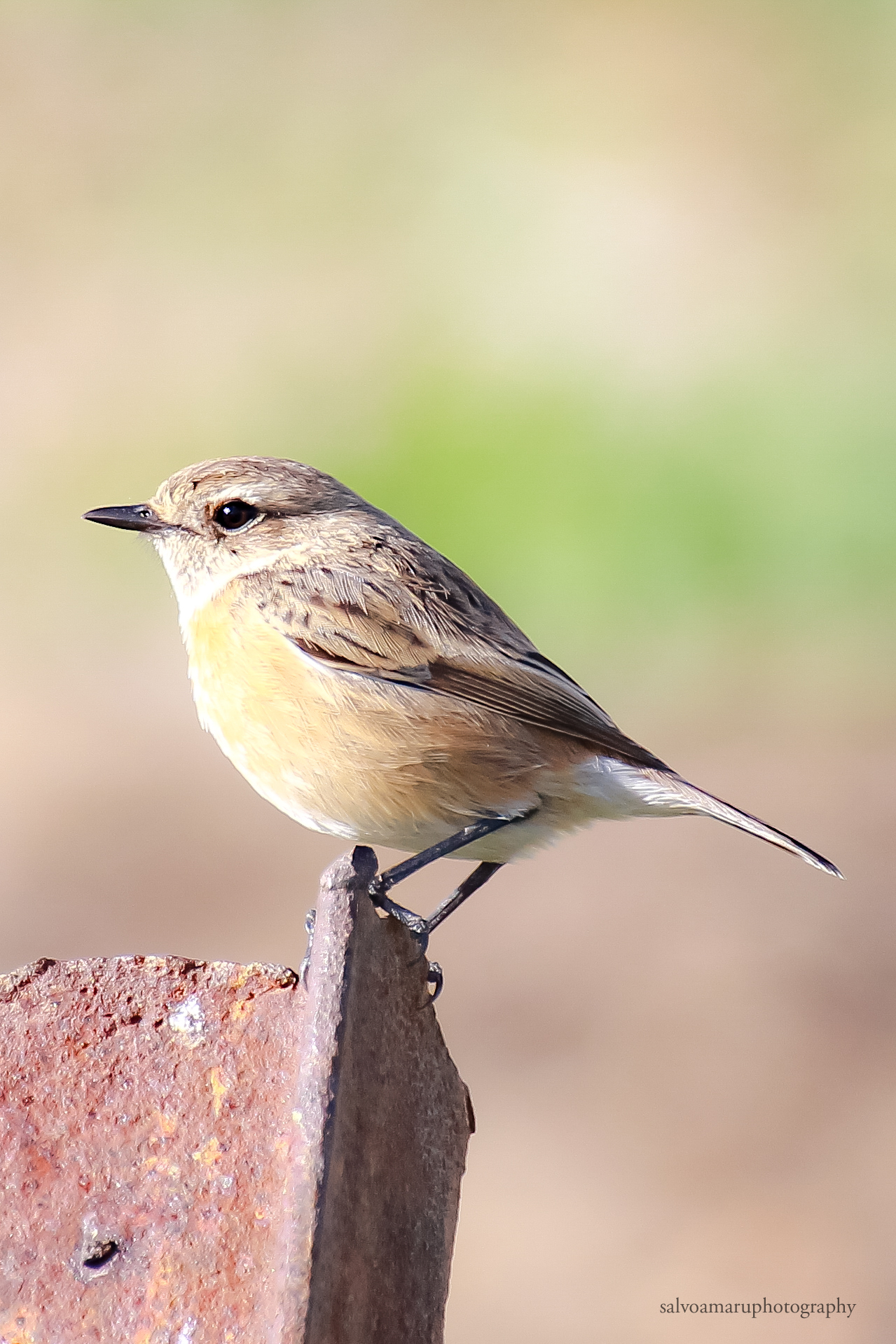 Female Stonechatter