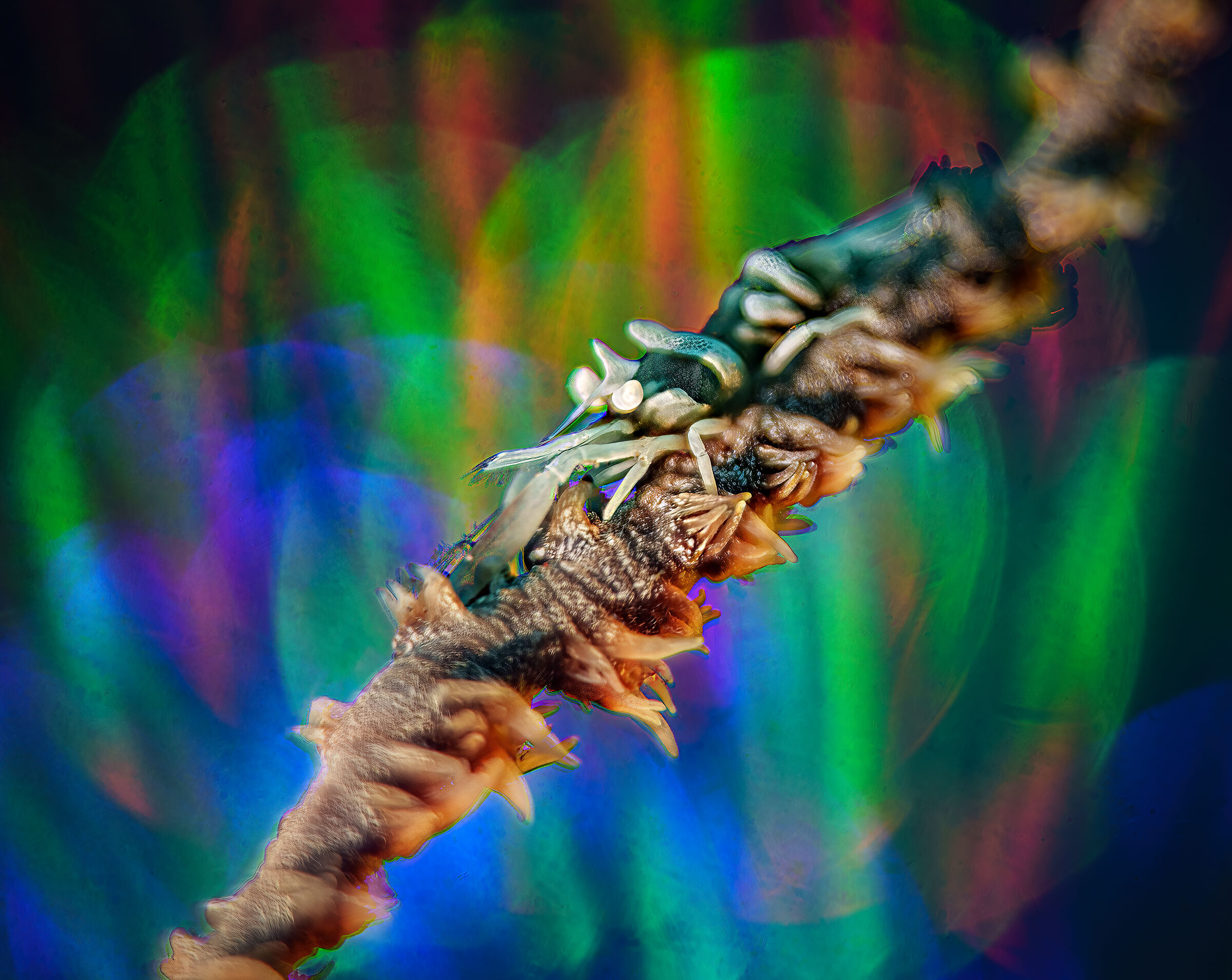 Dragon shrimp on whip coral