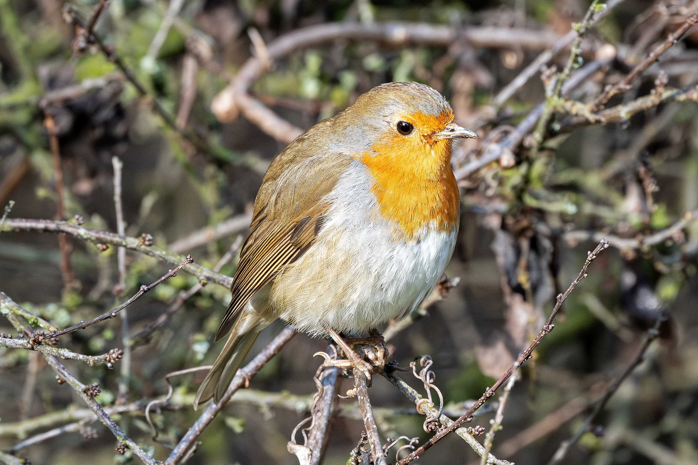 Robin