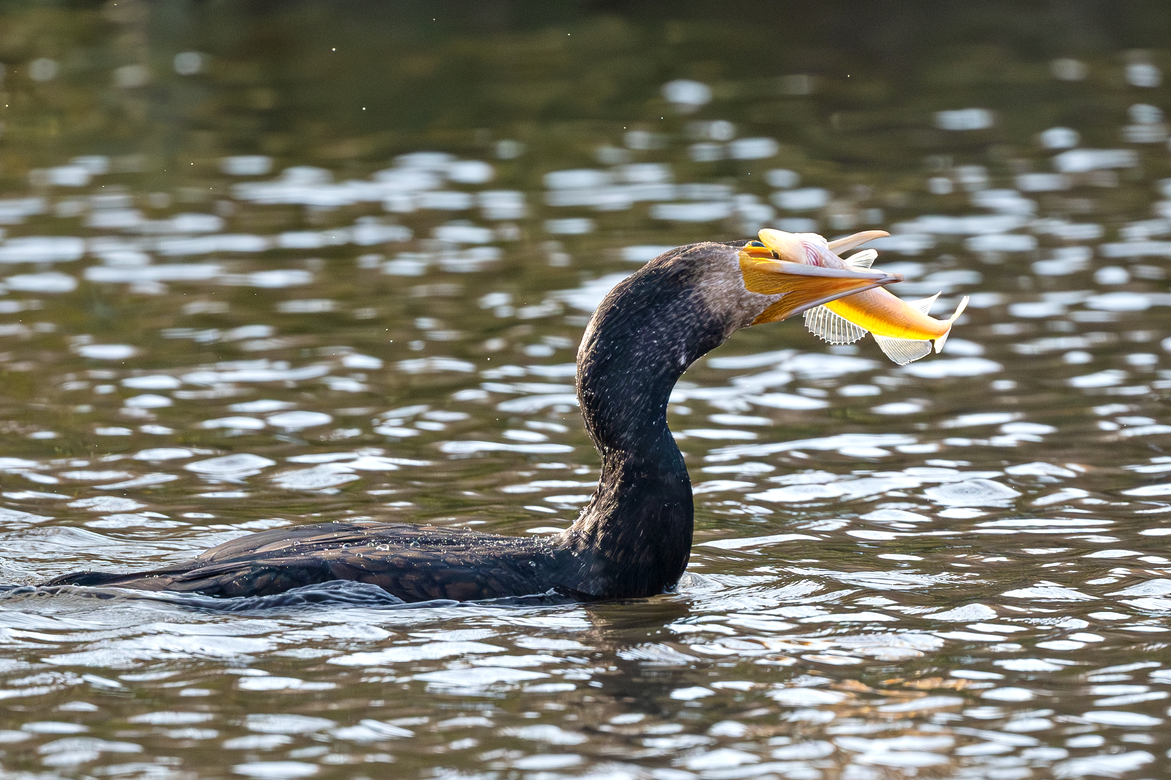 Cormorant fishing