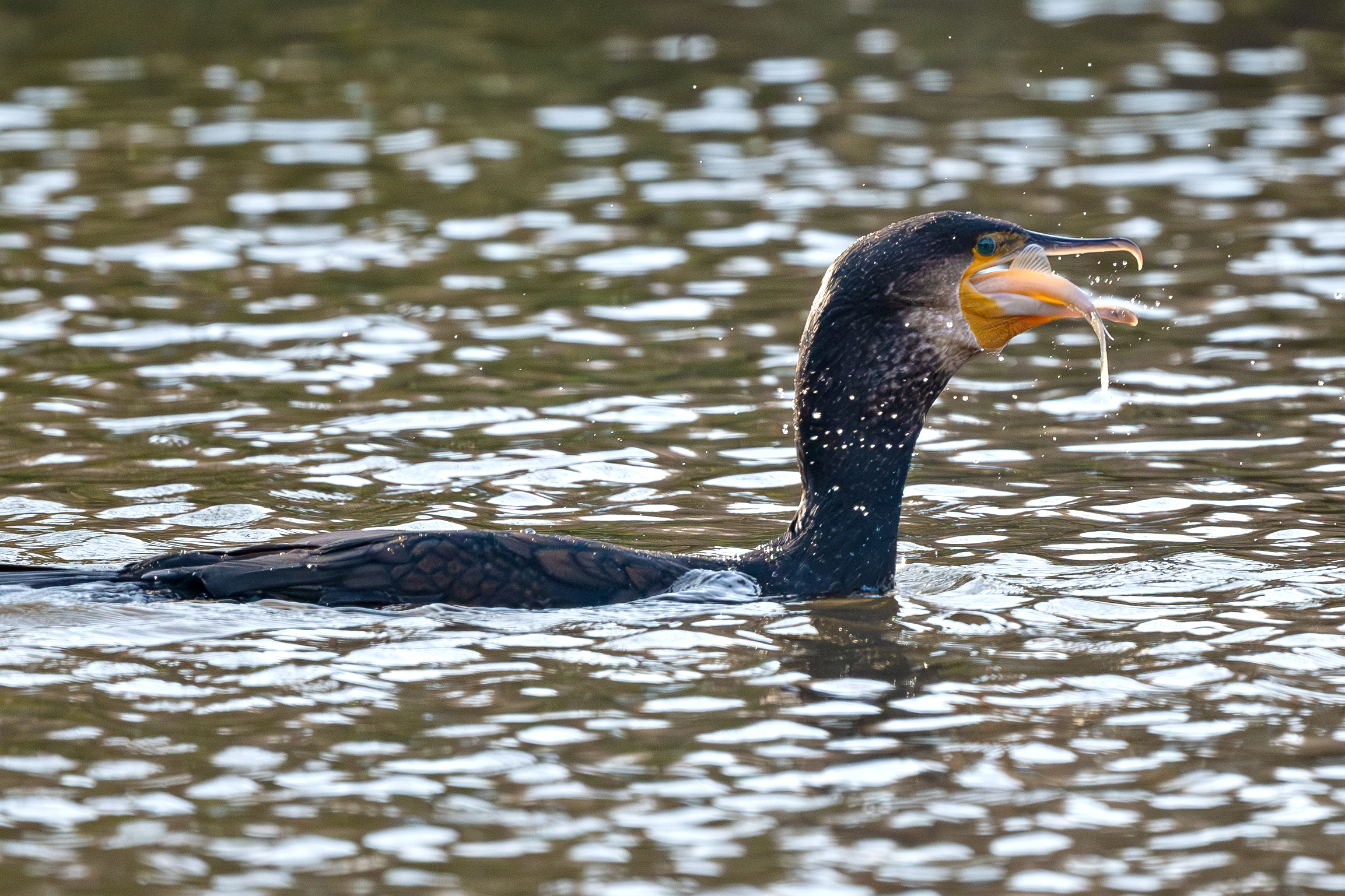 Cormorant fishing