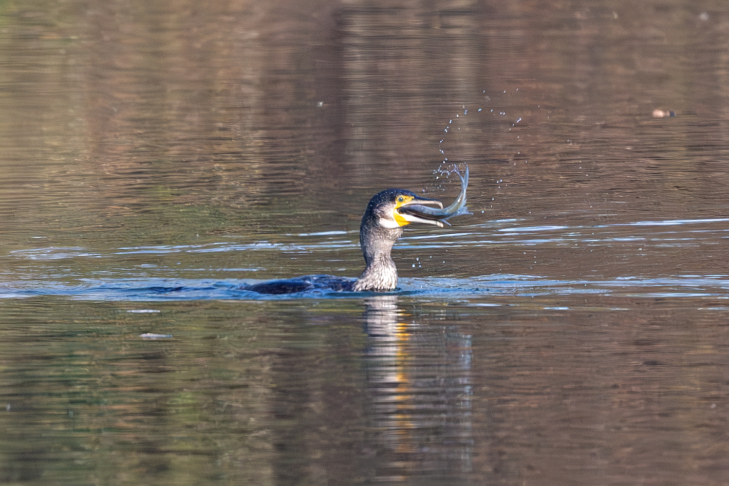 Cormorant fishing