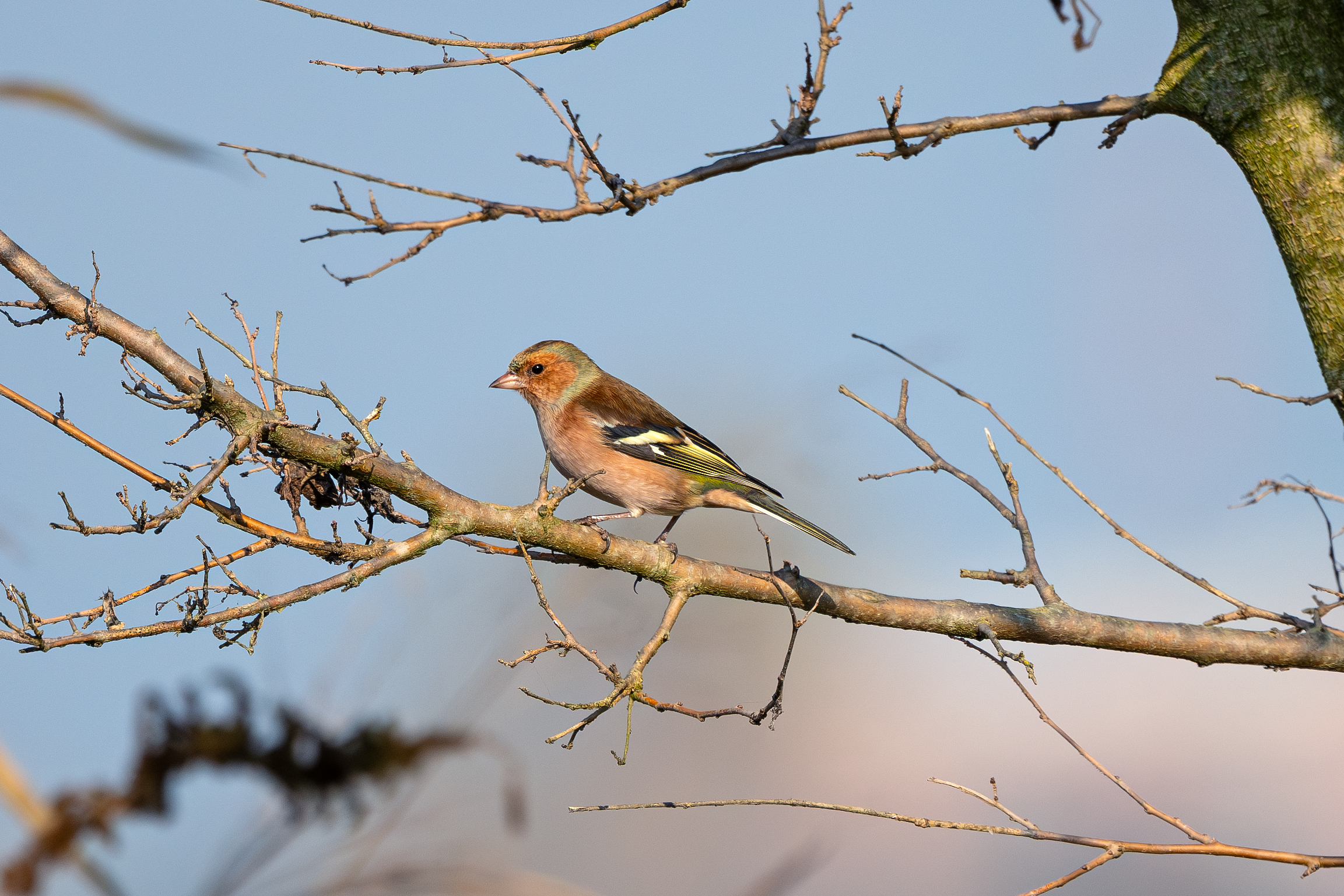 Chaffinch