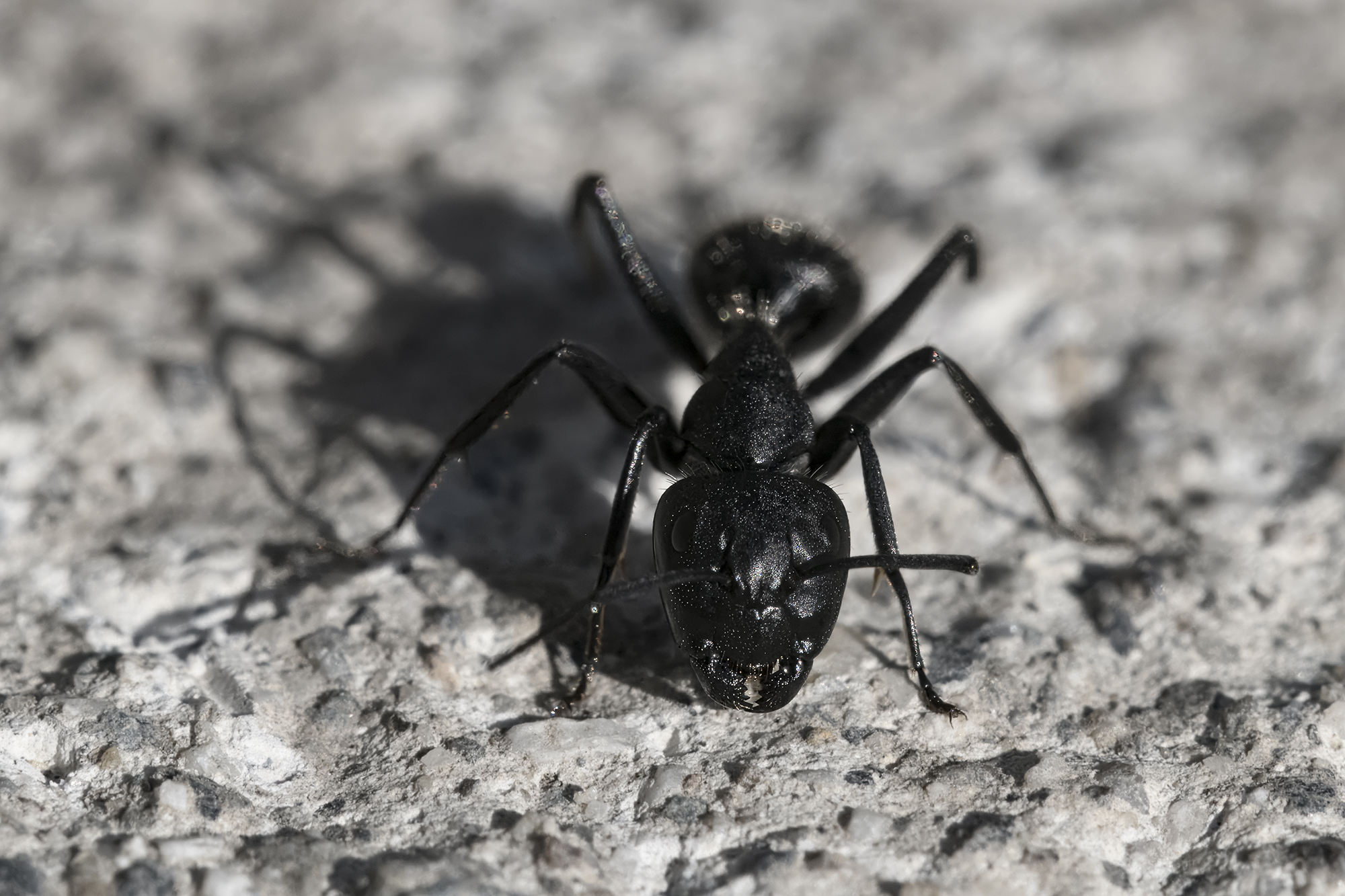 Camponotus vagus