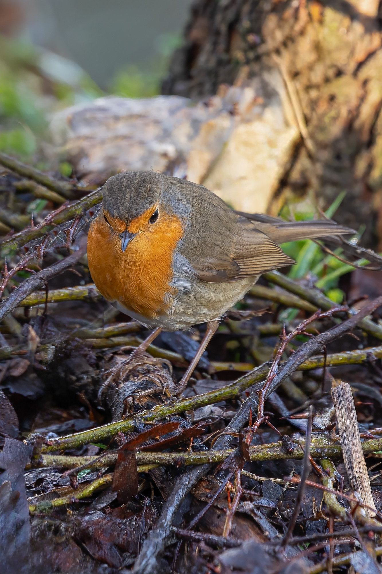 Robin